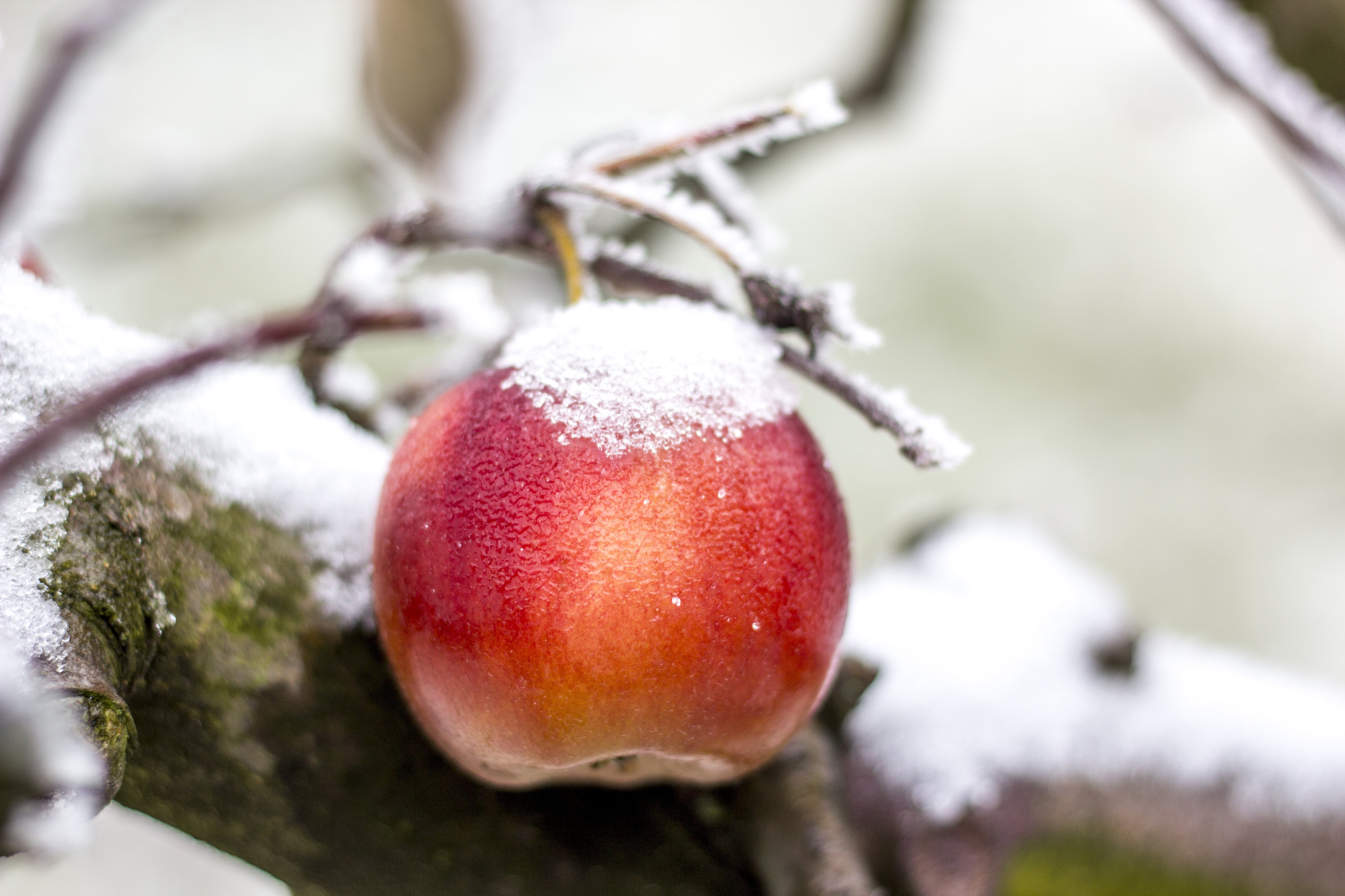 apple, ice, close-up, 5K, tree, icing, snowing, ripe, food and drink, red, winter, day, focus on foreground, food, plant, snow, frozen, branch, no people, HD Wallpaper