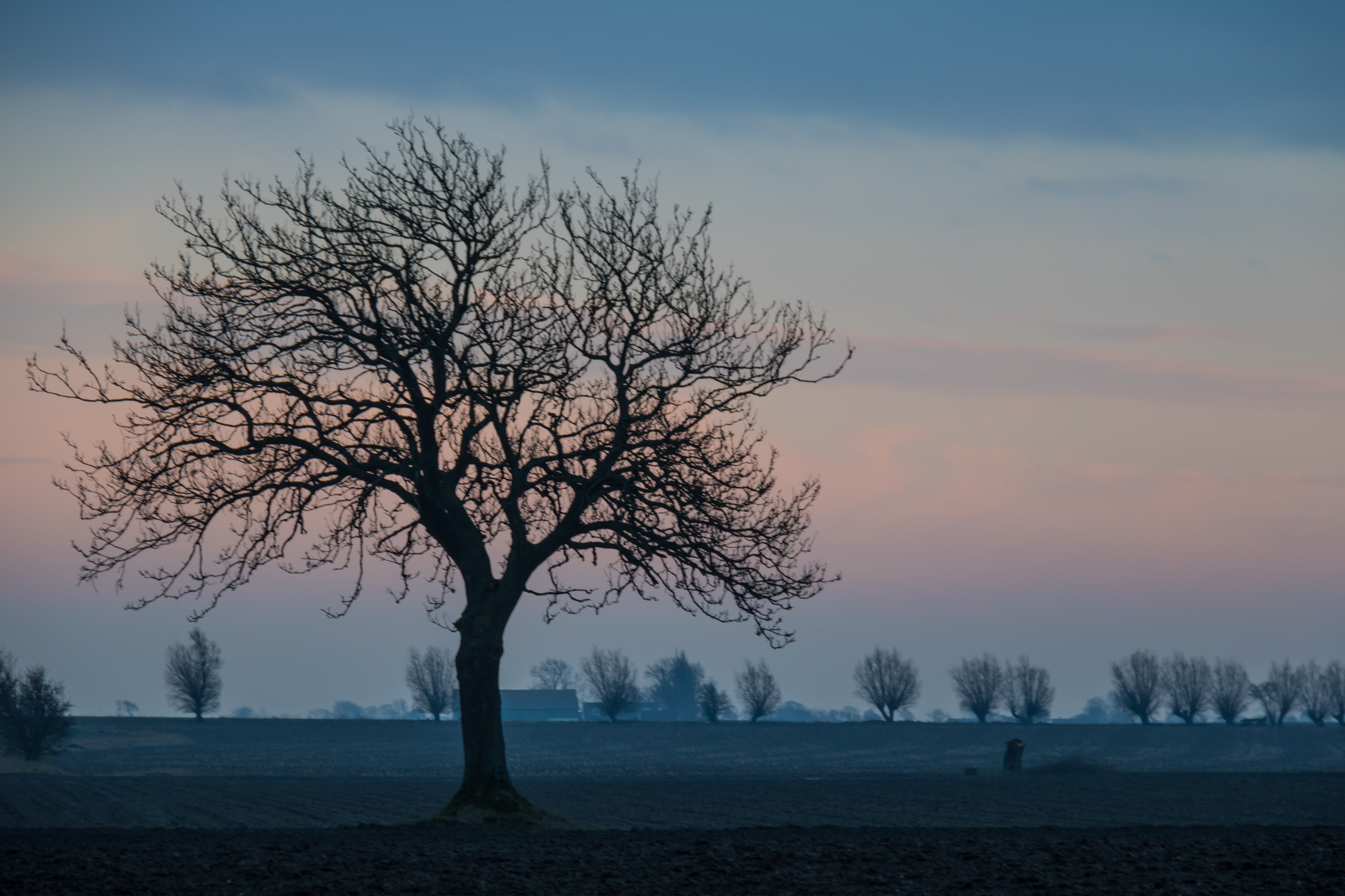 canon eos, ef, geo:location, canon, model, blue sky, mm, sky, silhouette, dusk, branch, exif, daytime, 5K, nature, f/3.5, s18, träd, Tree, countryside, HD Wallpaper
