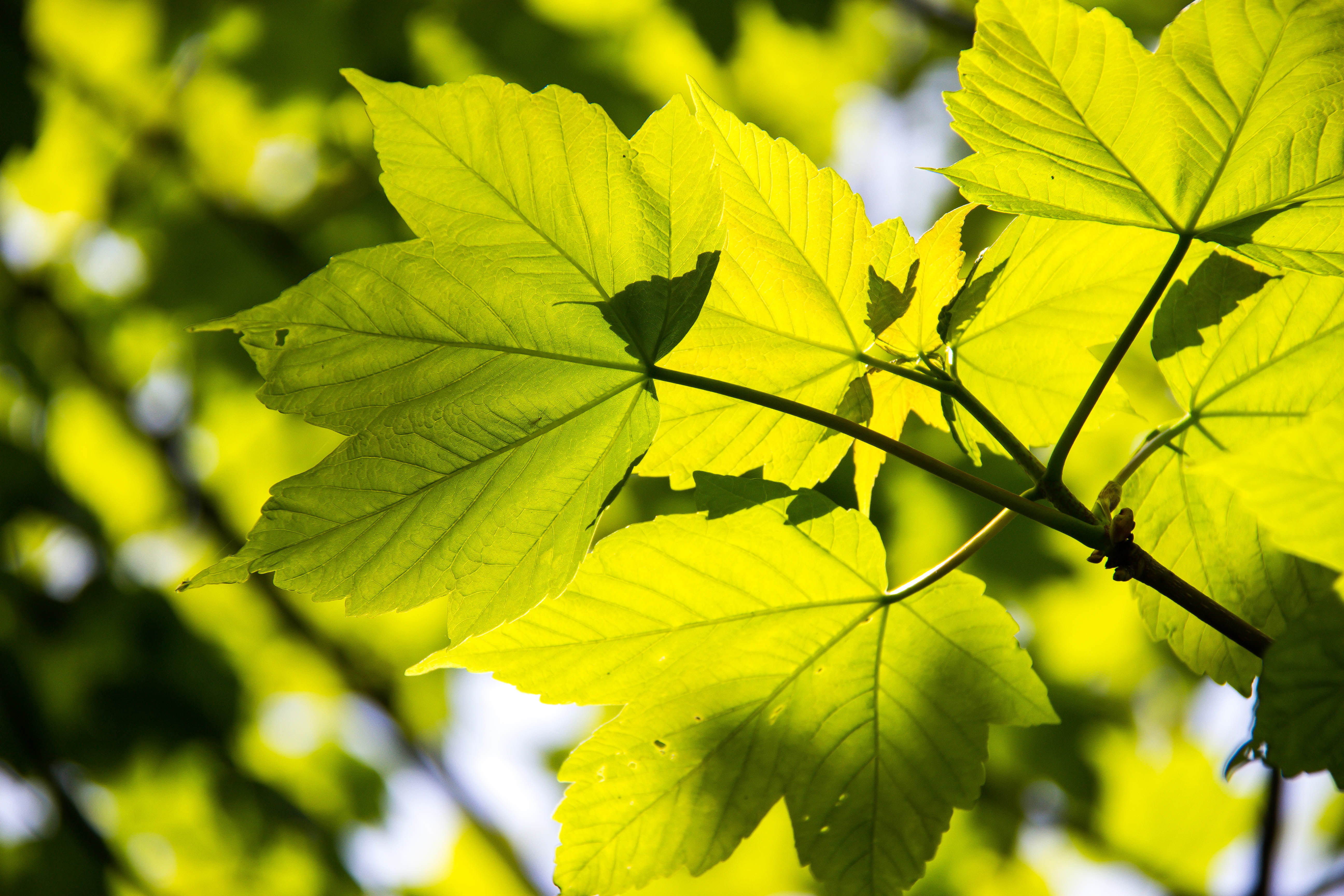 5K, tree, Backlit, maple, photo, leafs, backgrounds, plant, forest, green, close-up, Träd, arboretum, outdoors, nature, leaf, environment, closeup, season, HD Wallpaper