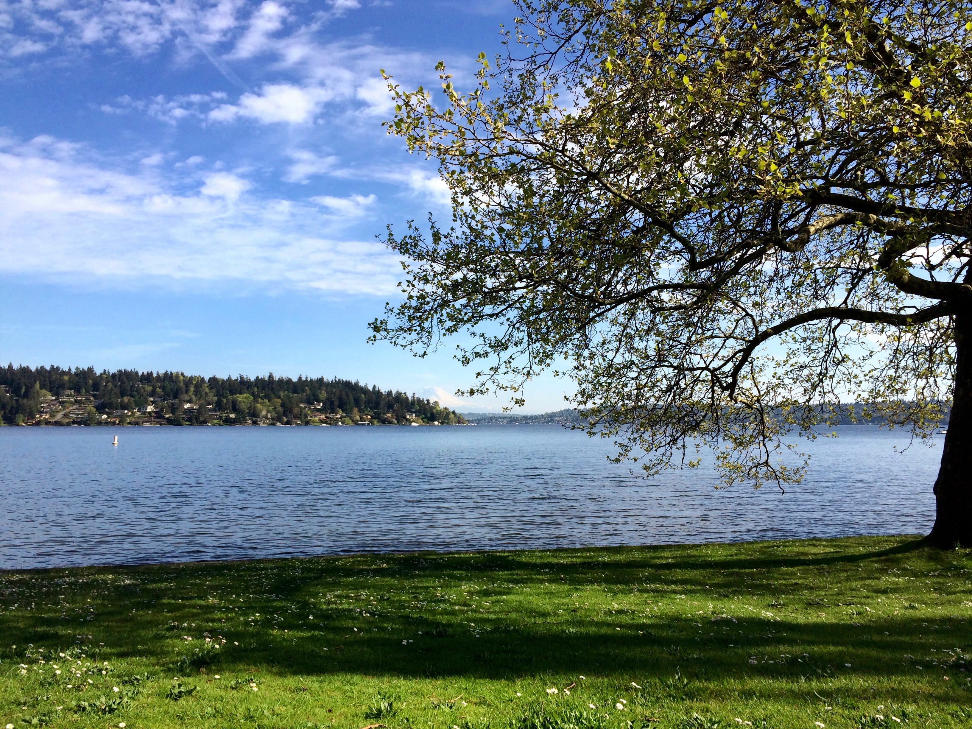 spring, growth, cloud - sky, lake washington, nature, green color, plant, no people, mt. rainier, tranquility, united states, lake, 2K, day, tranquil scene, HD Wallpaper