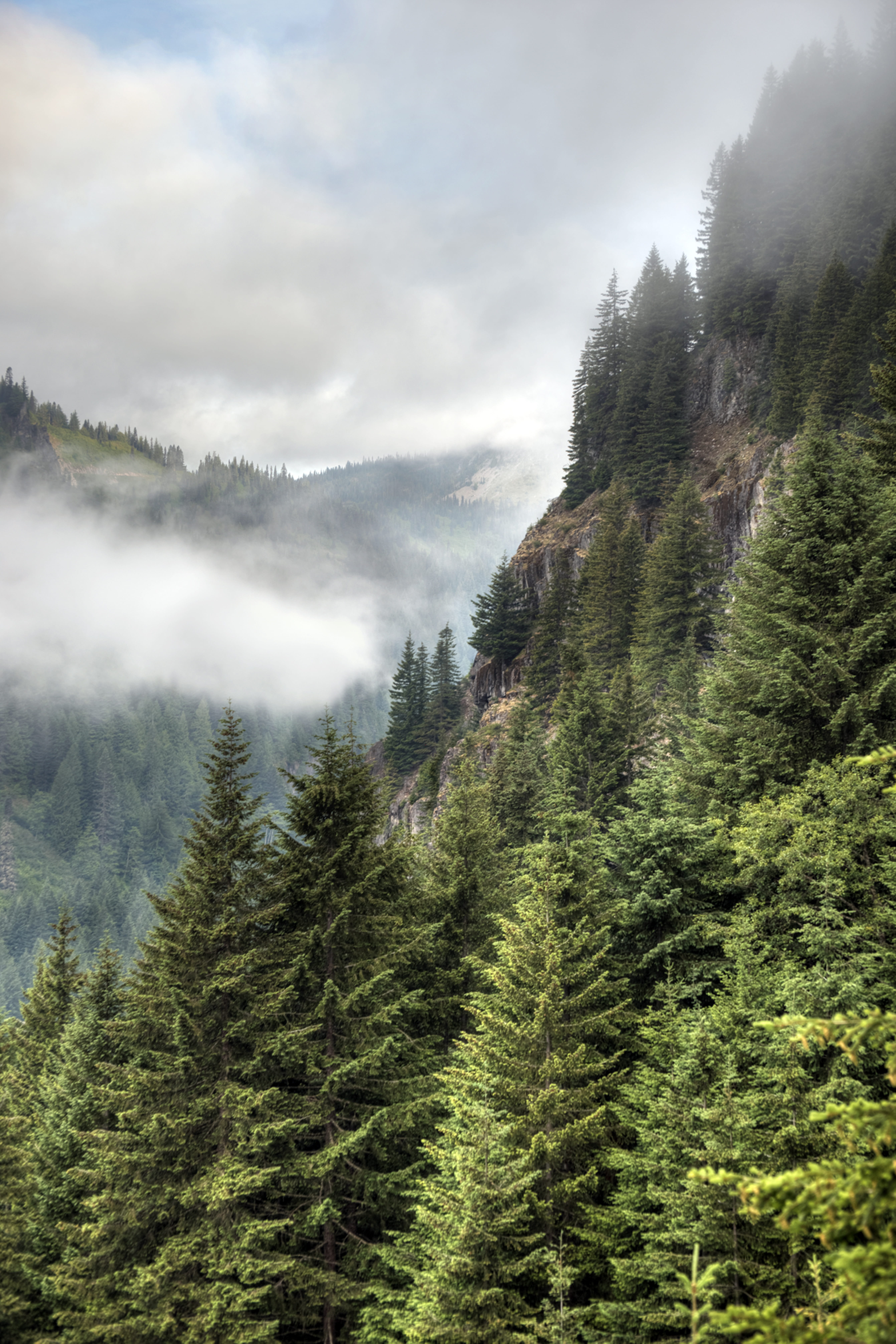 scenics - nature, stevens, beauty in nature, environment, pine tree, morning, mountain, hiking, mist, trees, cloud, background, tranquil scene, outdoors, Phone HD Wallpaper