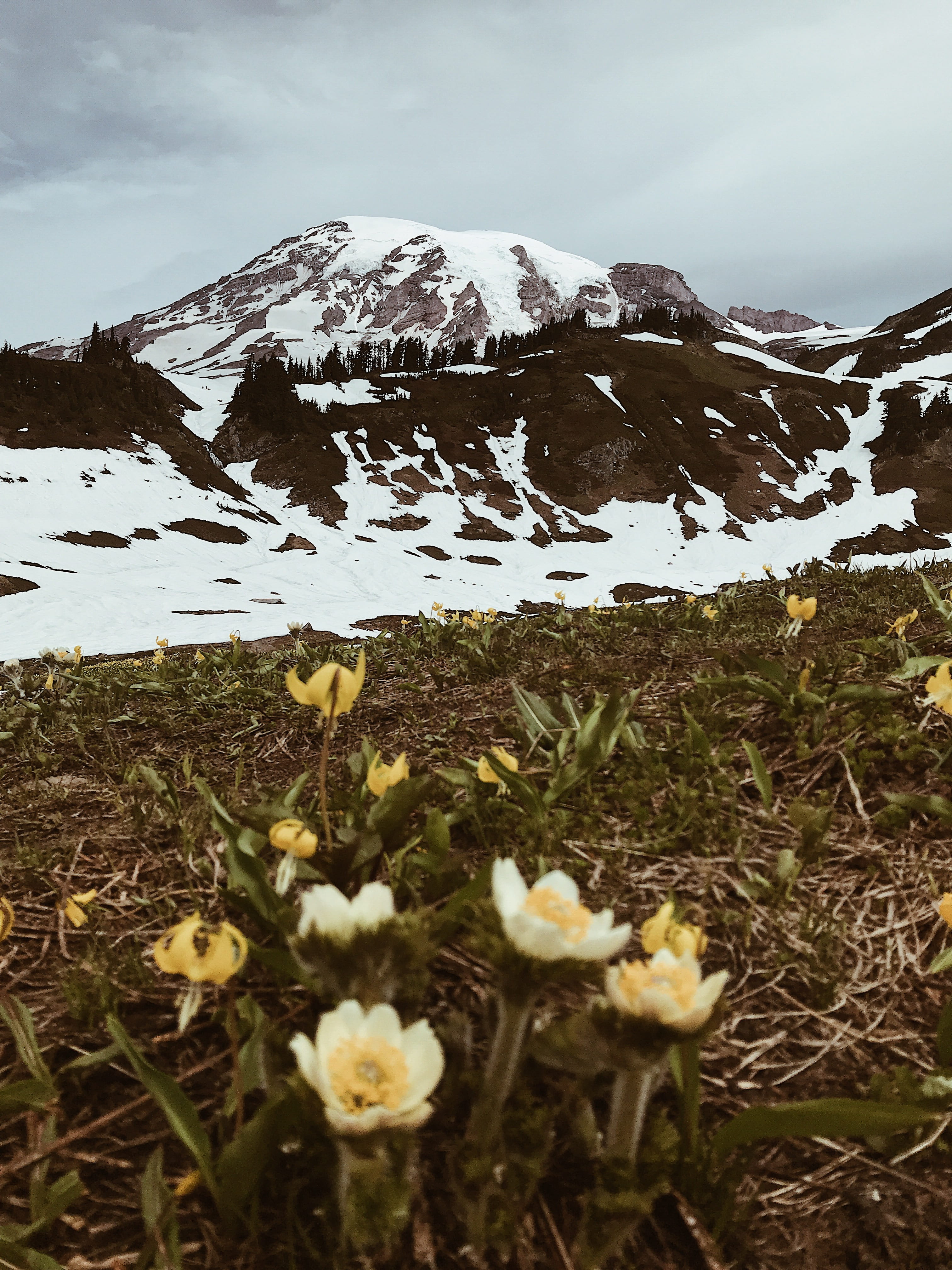 4K, flowers, cloud - Sky, cloudy, flower, scenics, wildflower, snowy mountain, yellow, near, rural Scene, landscape, springtime, outdoors, sky, green Color, Phone HD Wallpaper