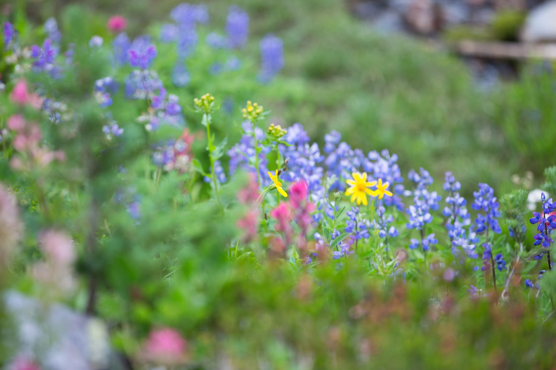 flower head, mt rainier, meadow, united states, yellow, no people, flower, flowerbed, day, mountain flowers, nature, freshness, green color, green, growth, HD Wallpaper