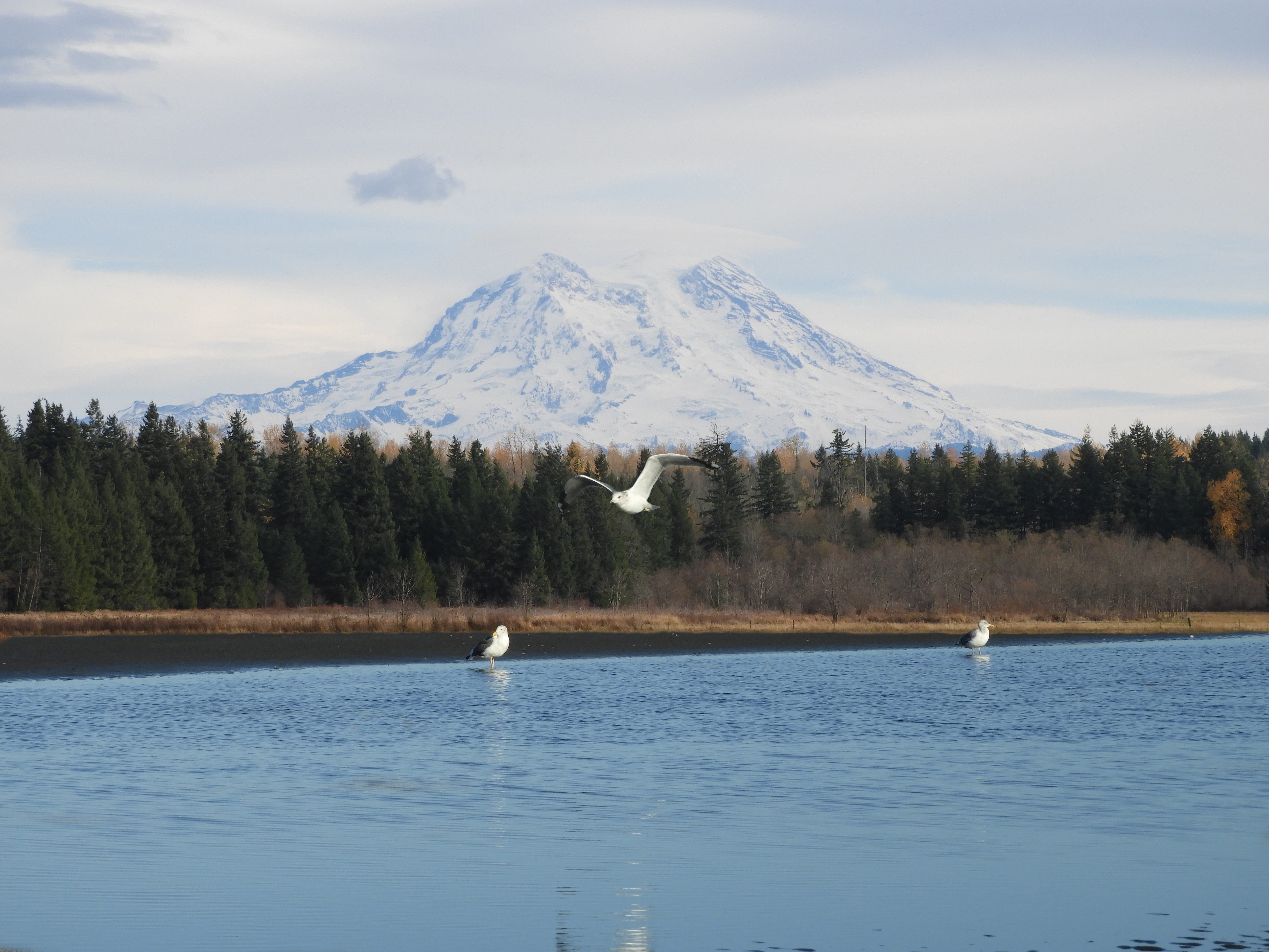 vertebrate, nature, gull, sky, winter, sea, seagulls, snow, beauty in nature, animals in the wild, cold temperature, scenic, waterfront, outdoors, mt rainier, HD Wallpaper