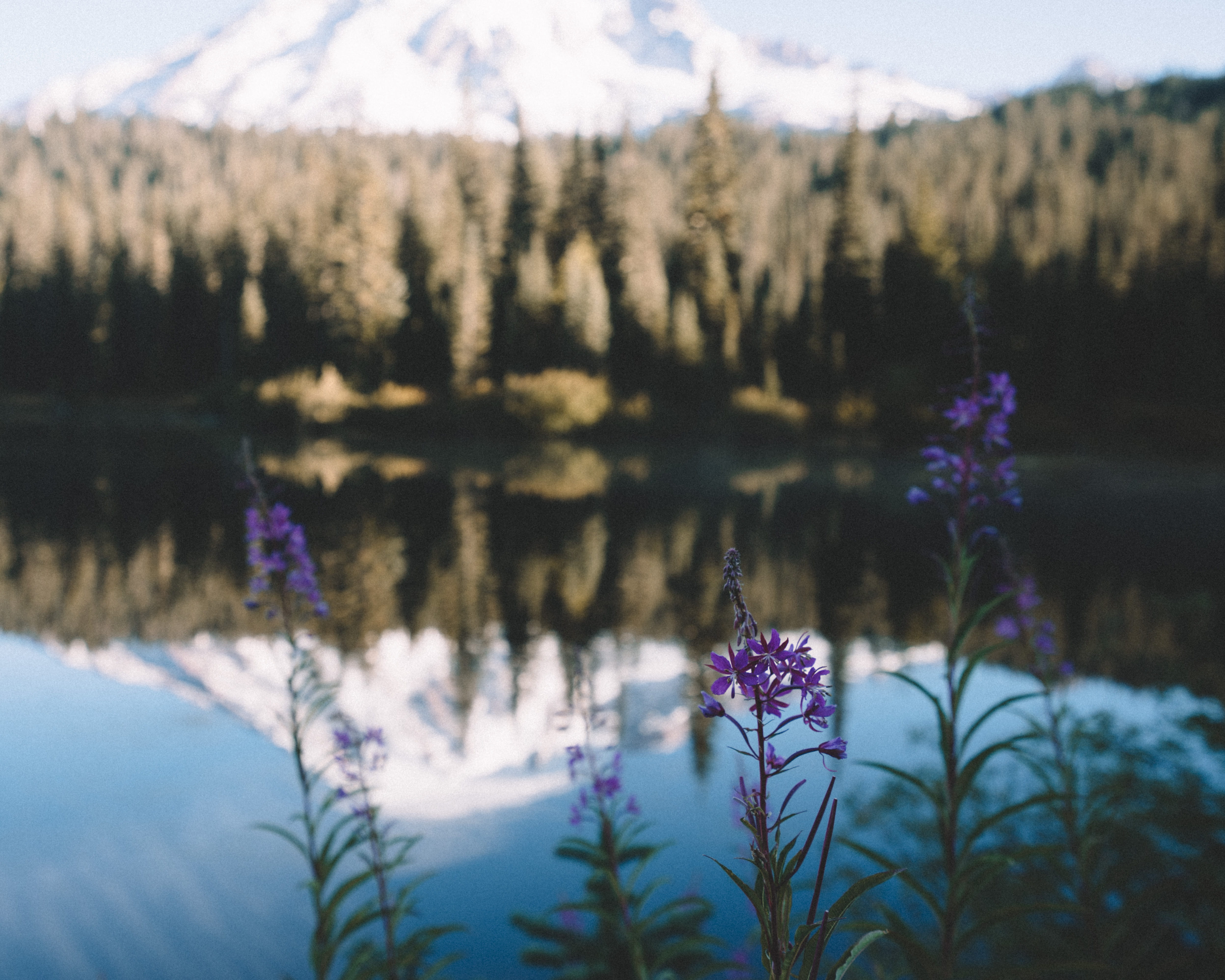 4K, scenics - nature, freshness, no people, growth, tranquility, white, sky, plant, purple, lake, light, pine woodland, beauty in nature, focus on foreground, HD Wallpaper