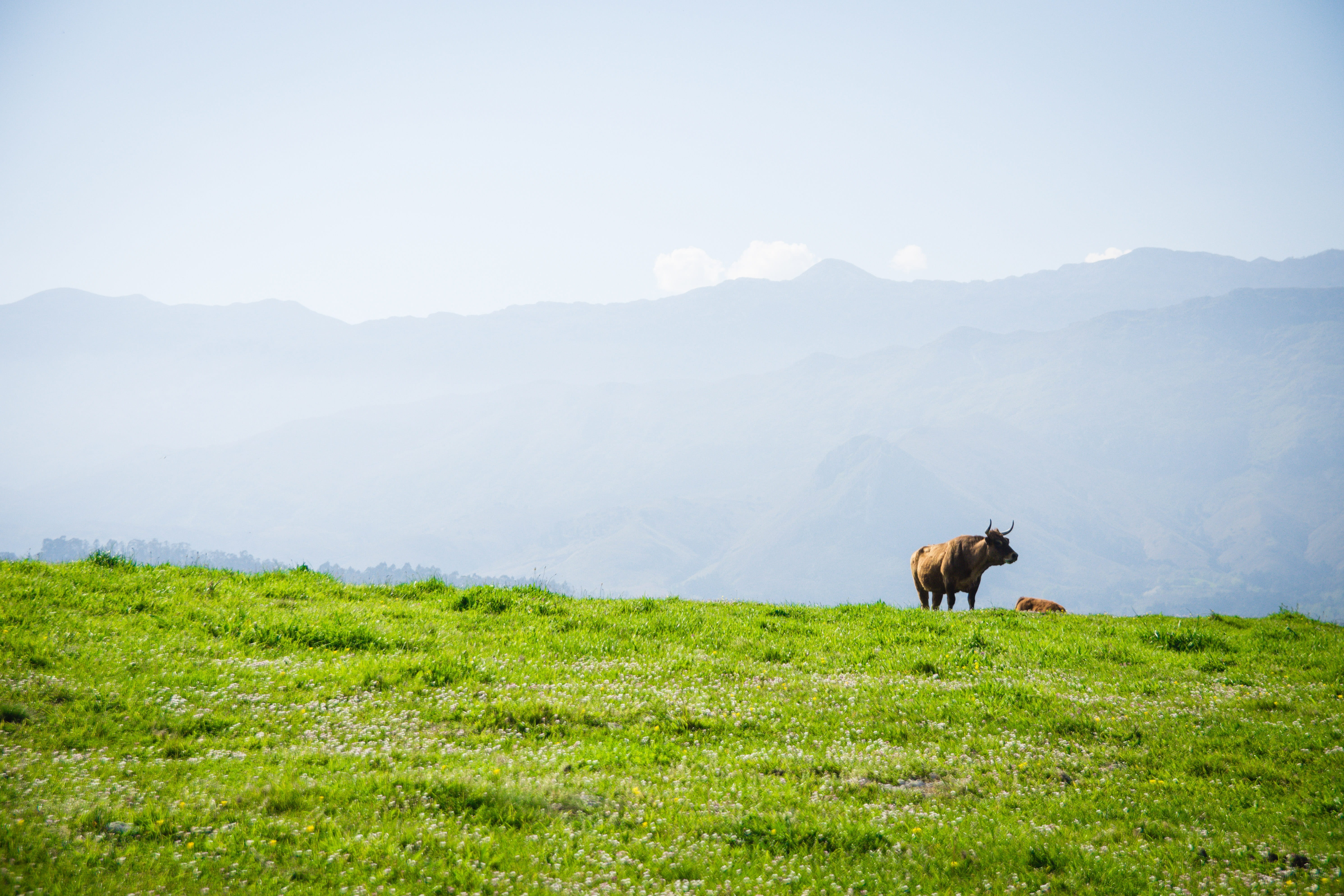 preserved, livestock, spanish, cow, animal, bull, peak of europe, llanes, spain, no people, animal wildlife, mountain range, 5K, field, environment, domestic animals, HD Wallpaper