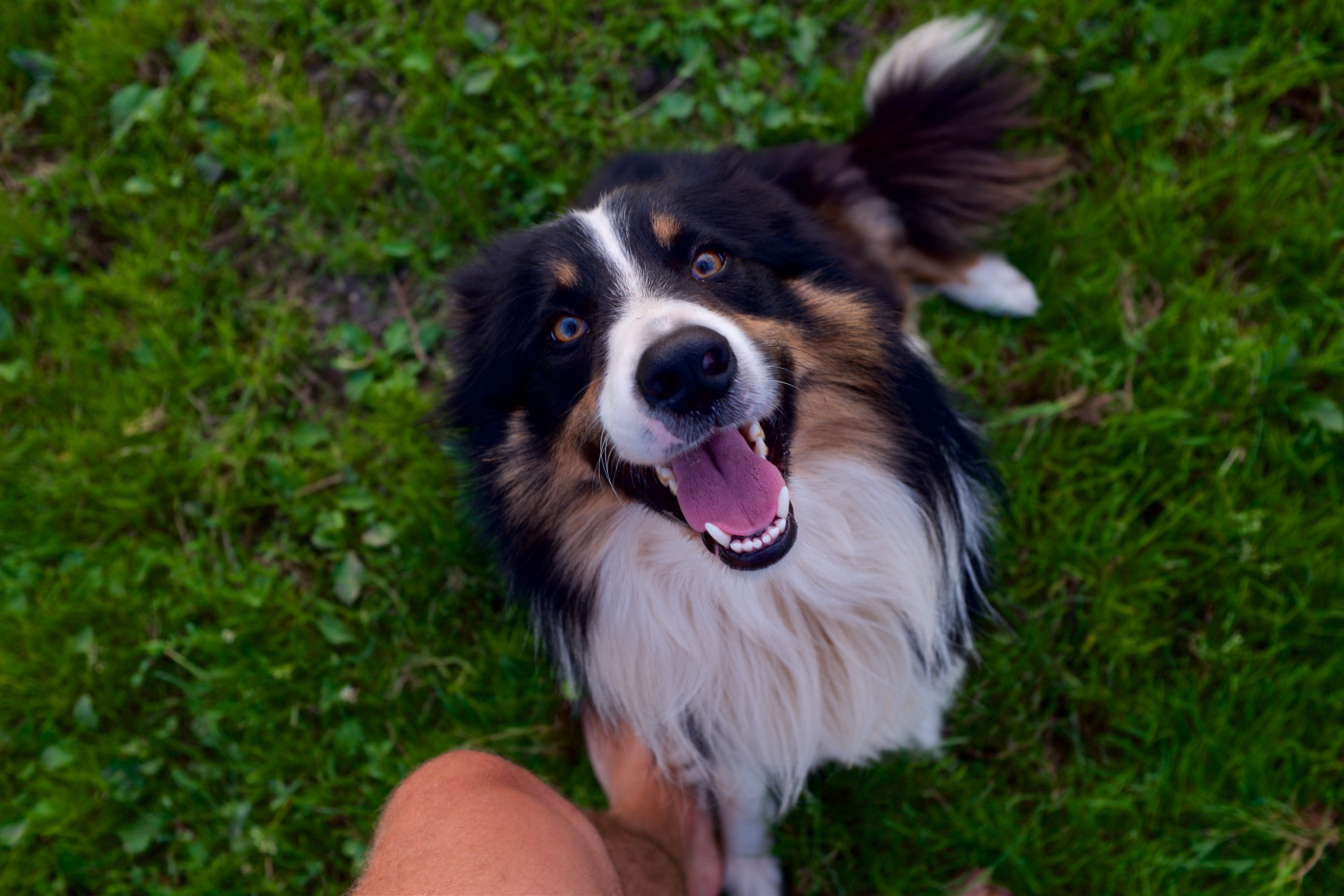 spain, domestic, domestic animals, mouth open, people, one animal, mammal, mouth, border collie, animal body part, smile, canine, day, dog, pets, plant, HD Wallpaper