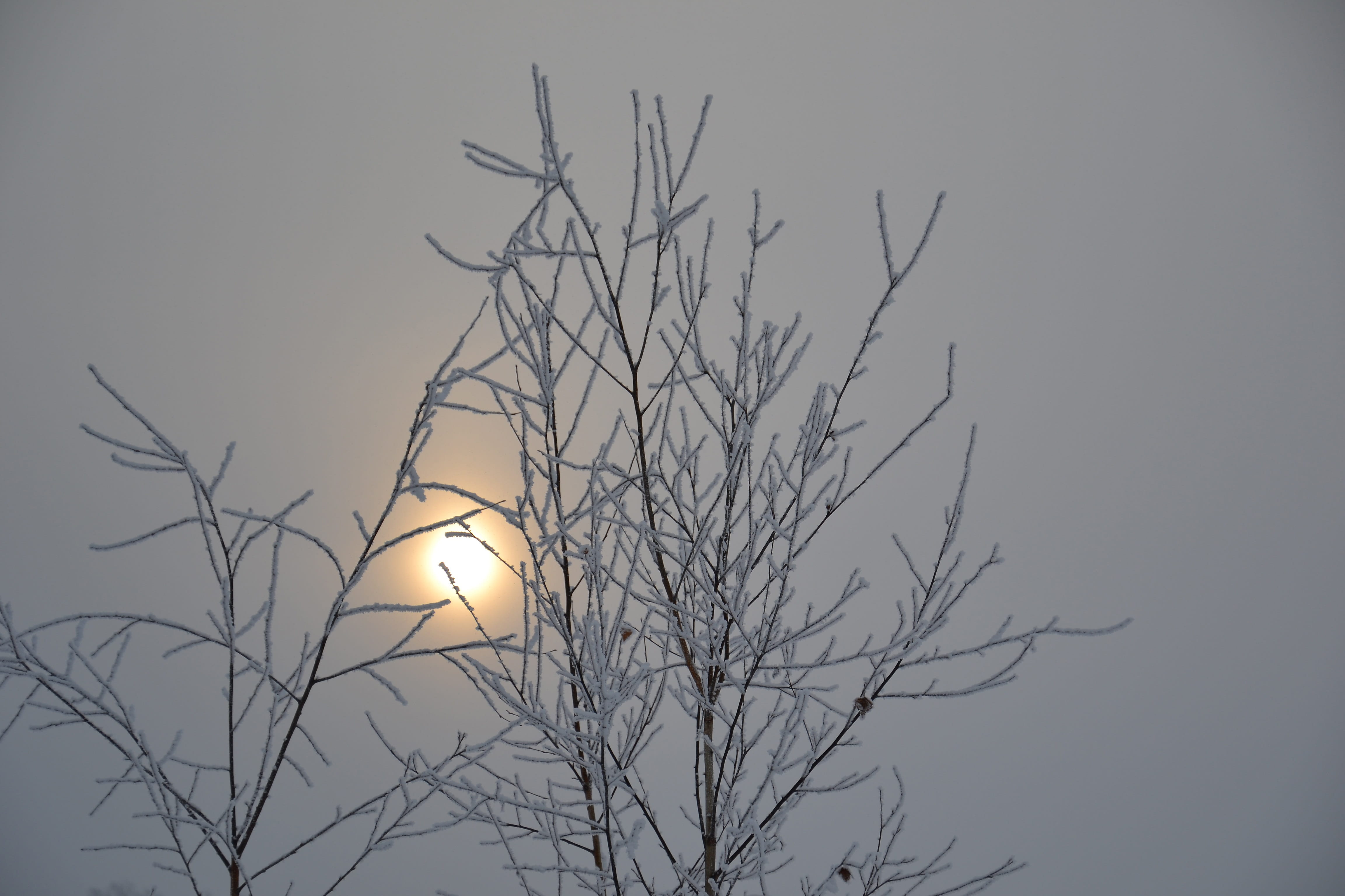 4K, dead plant, branch, nature, Day, illuminated, full moon, gloomy, Sun, outdoors, tree, clear sky, bird, Nasty, low angle view, lighting equipment, tranquility, HD Wallpaper