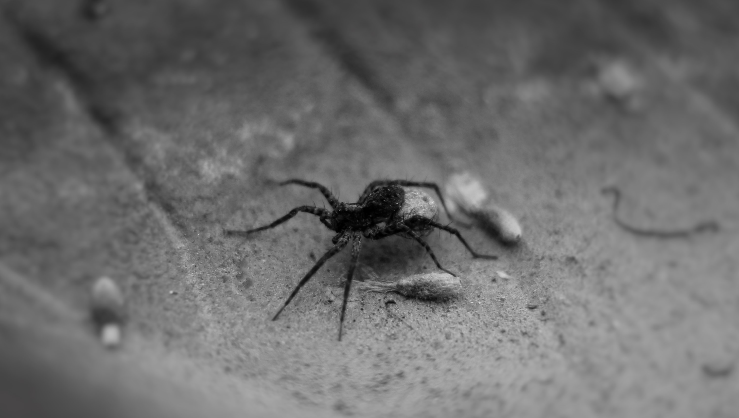 zoology, black, outdoors, shell, animal wildlife, legs, animal body part, small, one animal, no people, animals in the wild, high angle view, day, arachnid, HD Wallpaper