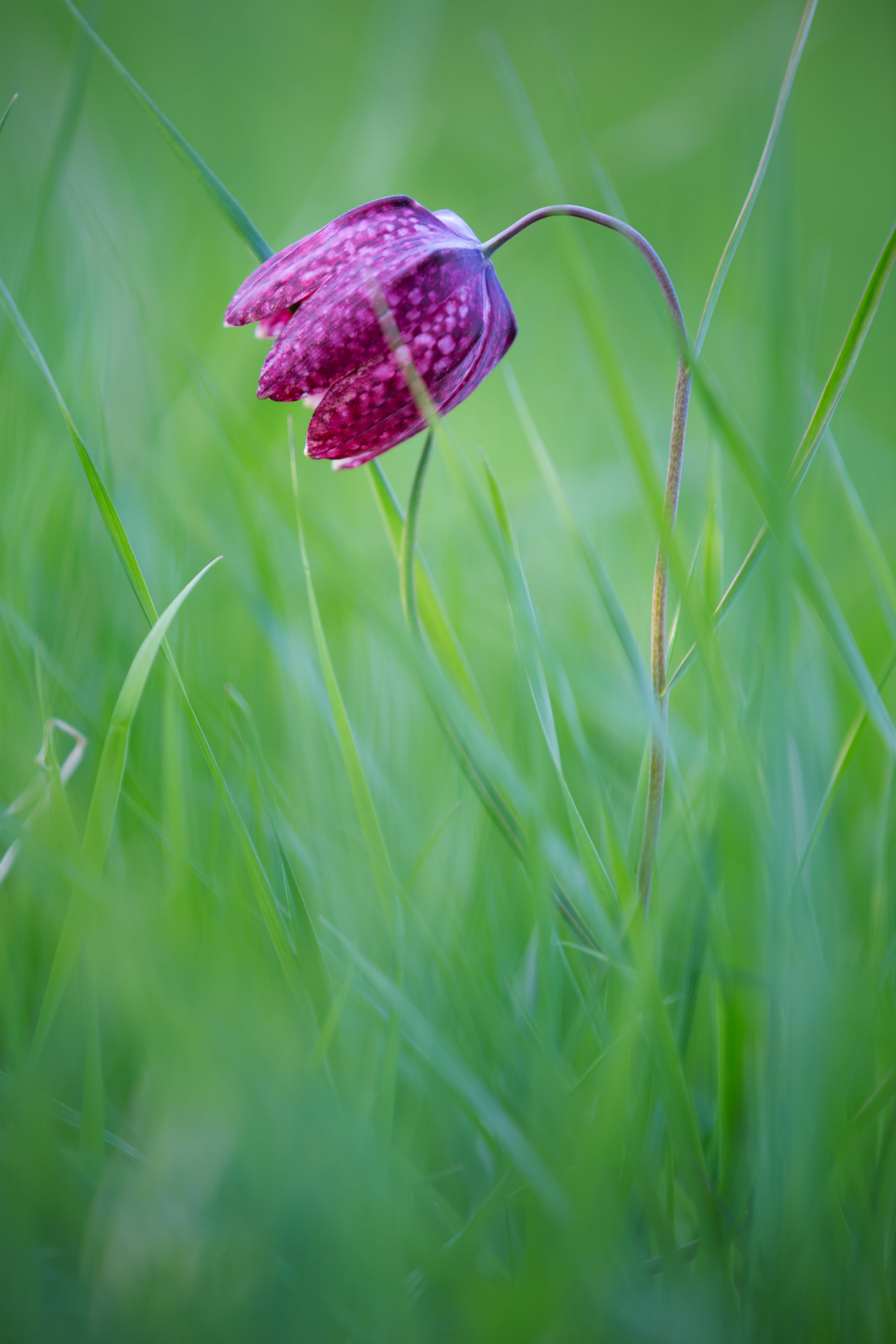 grass, focus, nature, Fritillary, USM, Uppsala län, meleagris, Canon EOS 5D Mark III, purple, Fritillaria meleagris, shallow focus, flower, shallow, fritillaria, Phone HD Wallpaper