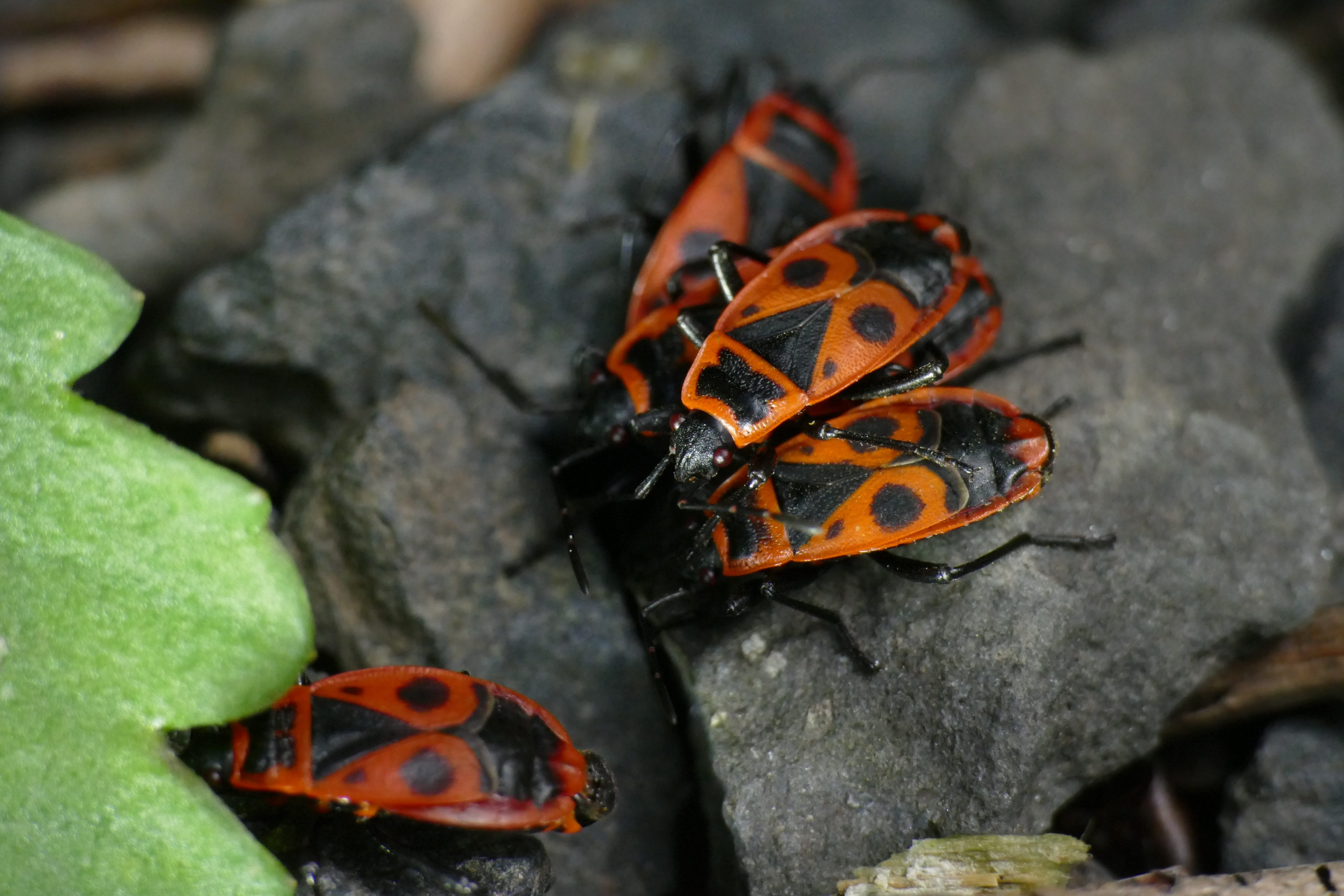 day, group of animals, pyrrhocoris apterus, insect, animal themes, rock - object, rock, nasty fire bug, black color, solid, focus on foreground, two animals, HD Wallpaper