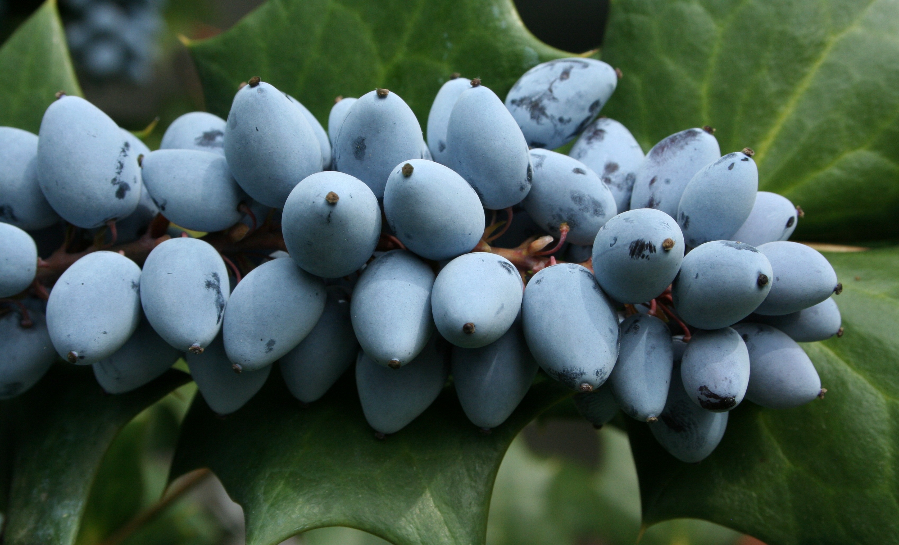 no people, food and drink, food, berries, tasting, focus on foreground, 2K, berry fruit, nature, nasty, grape, holly, purple, ripe, fruit, bitter, healthy eating, HD Wallpaper