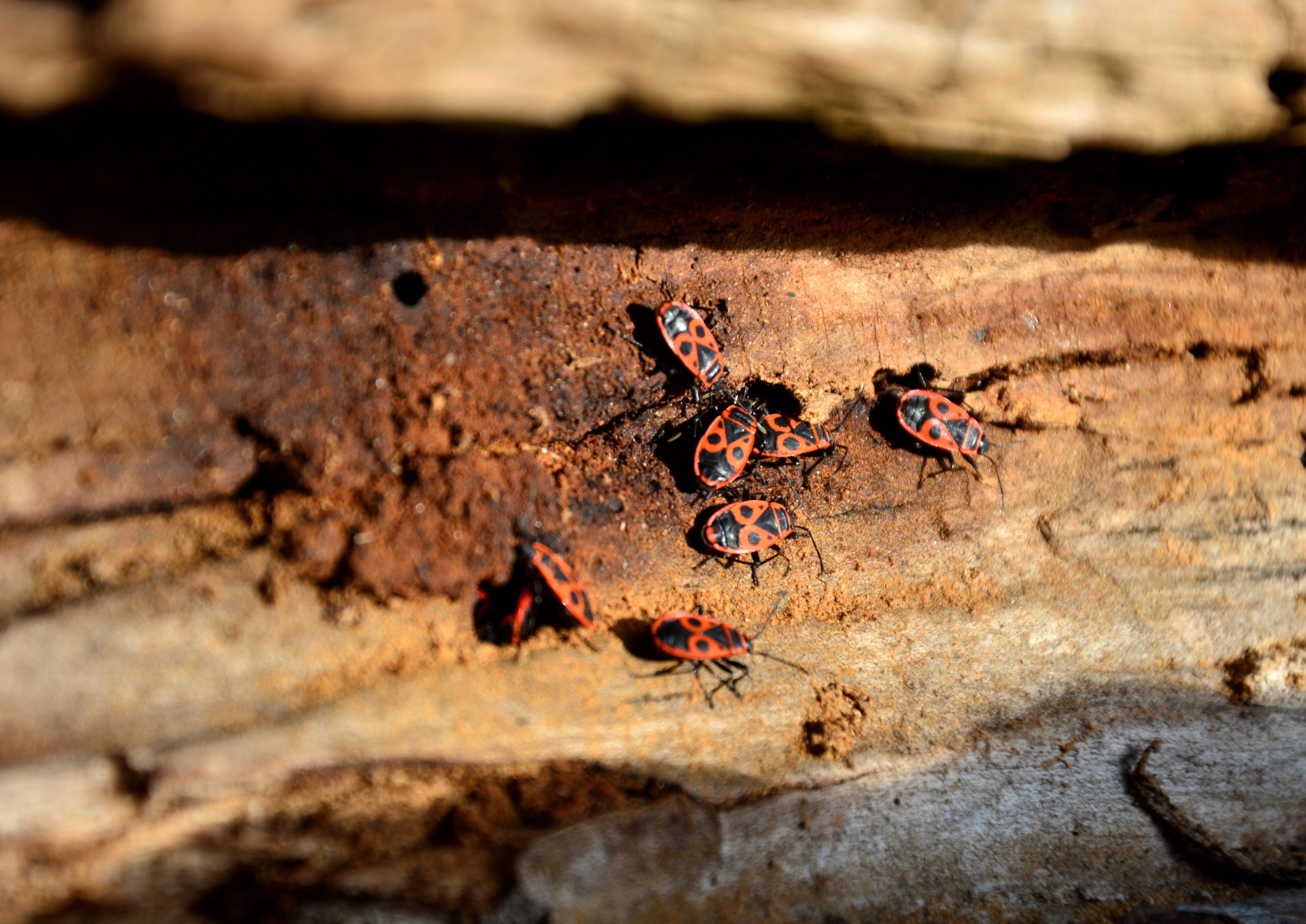 beetle, day, group of animals, insect, wood infestation, 5K, rusty, fire bug, bicycle, nature, animals in the wild, animal wildlife, selective focus, teamwork, HD Wallpaper