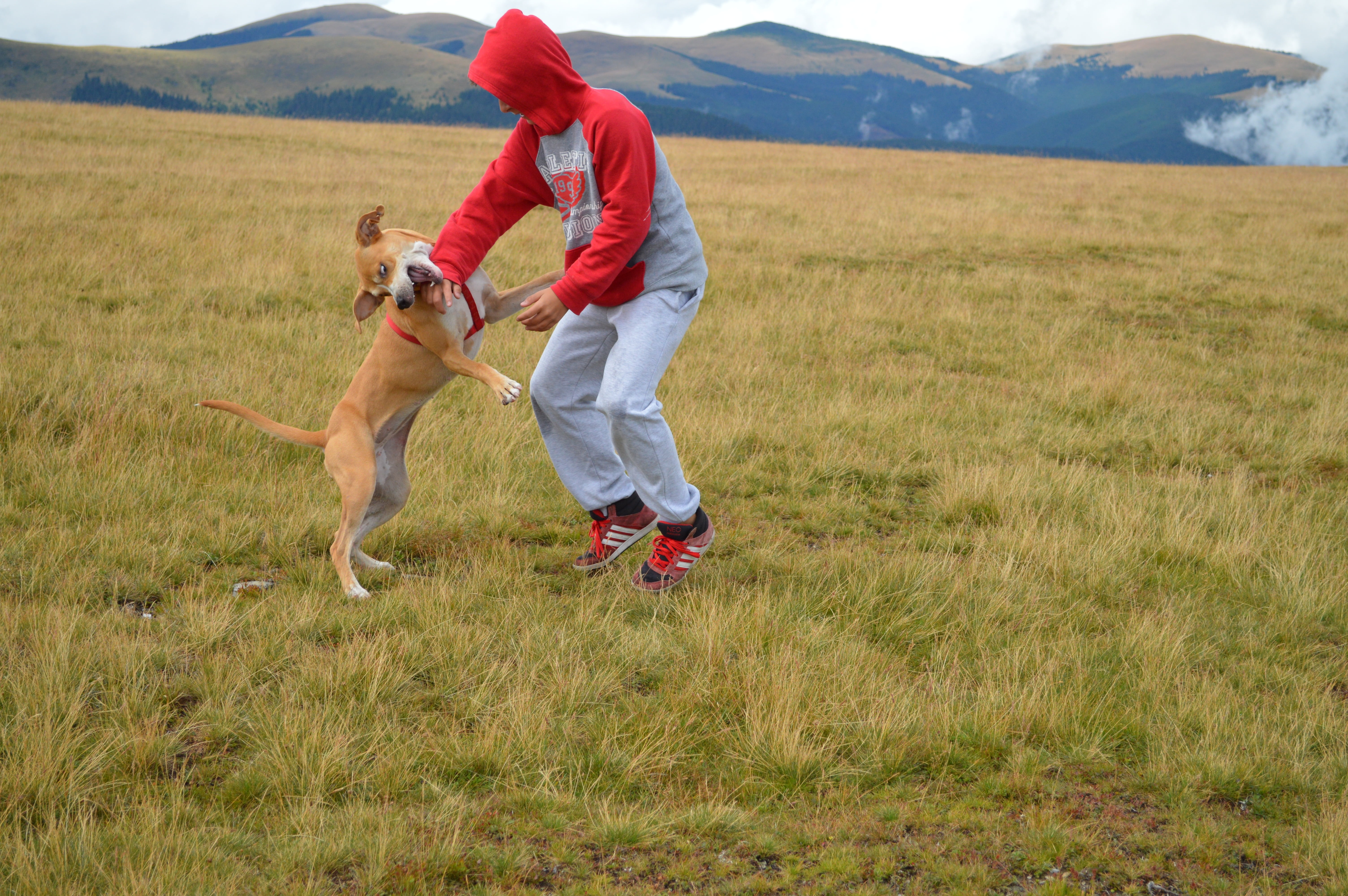 5K, field, nature, joy, domestic, pet owner, leisure activity, plant, people, grass, one animal, men, outdoors, mammal, mountain, pets, domestic animals, HD Wallpaper