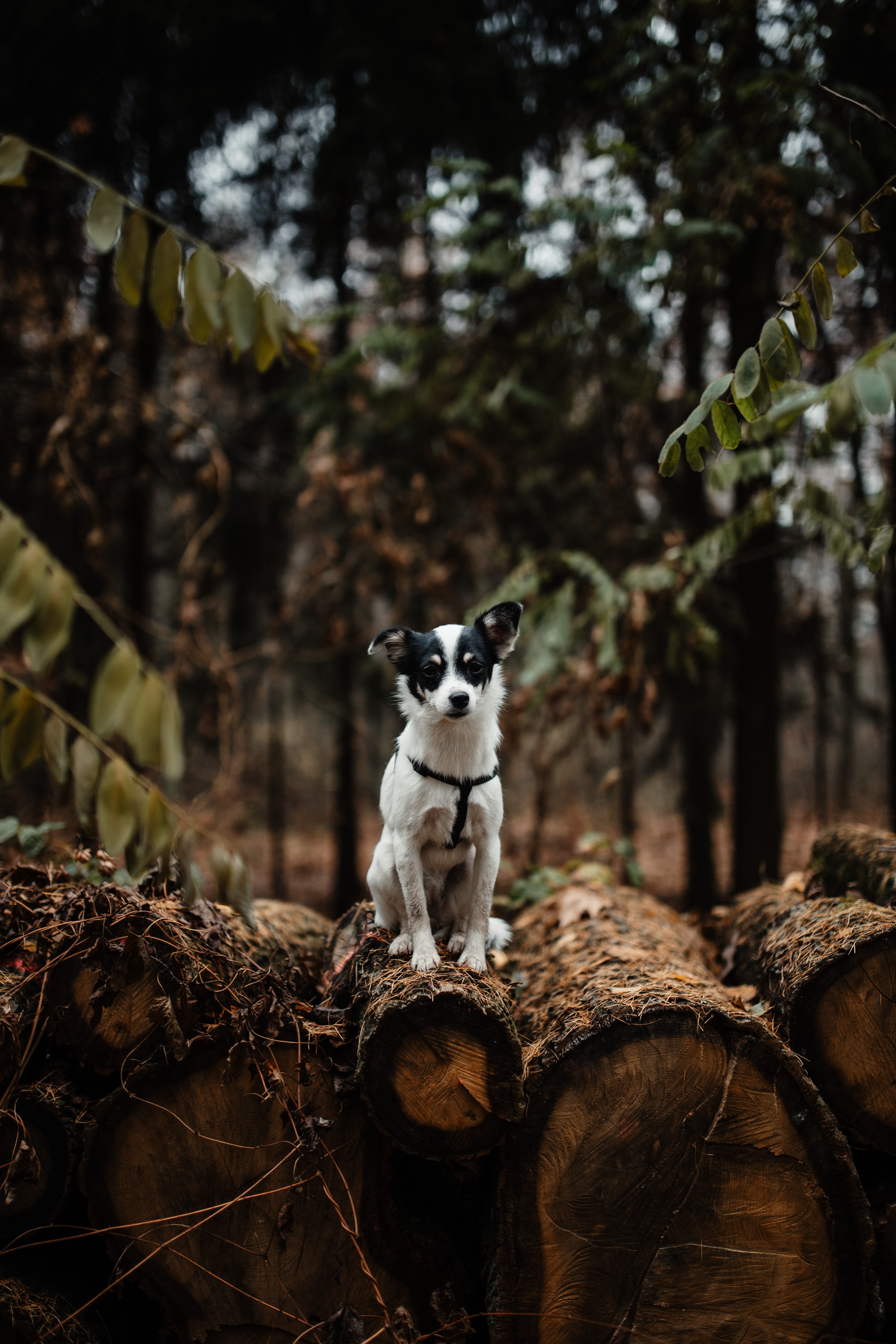 domestic animals, pets, no people, focus on foreground, sitting, 5K, animal wildlife, nature, weather, tree, day, plant, november, animal, autumn, fog, Phone HD Wallpaper