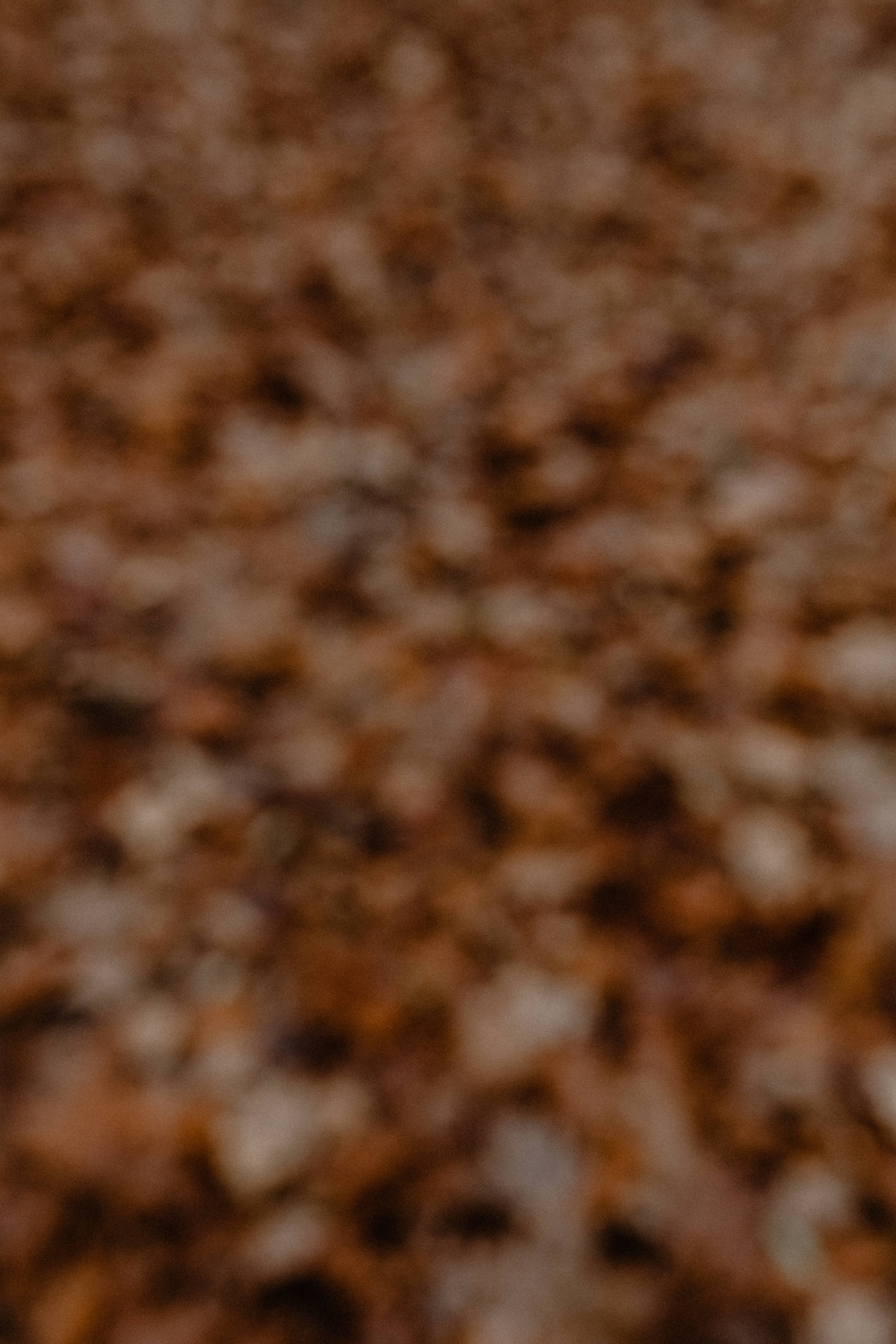 beauty in nature, wood - material, close-up, abstract, autumn, weather, selective focus, nature, fall, motion, no people, fog, outdoors, november, extreme close-up, Phone HD Wallpaper