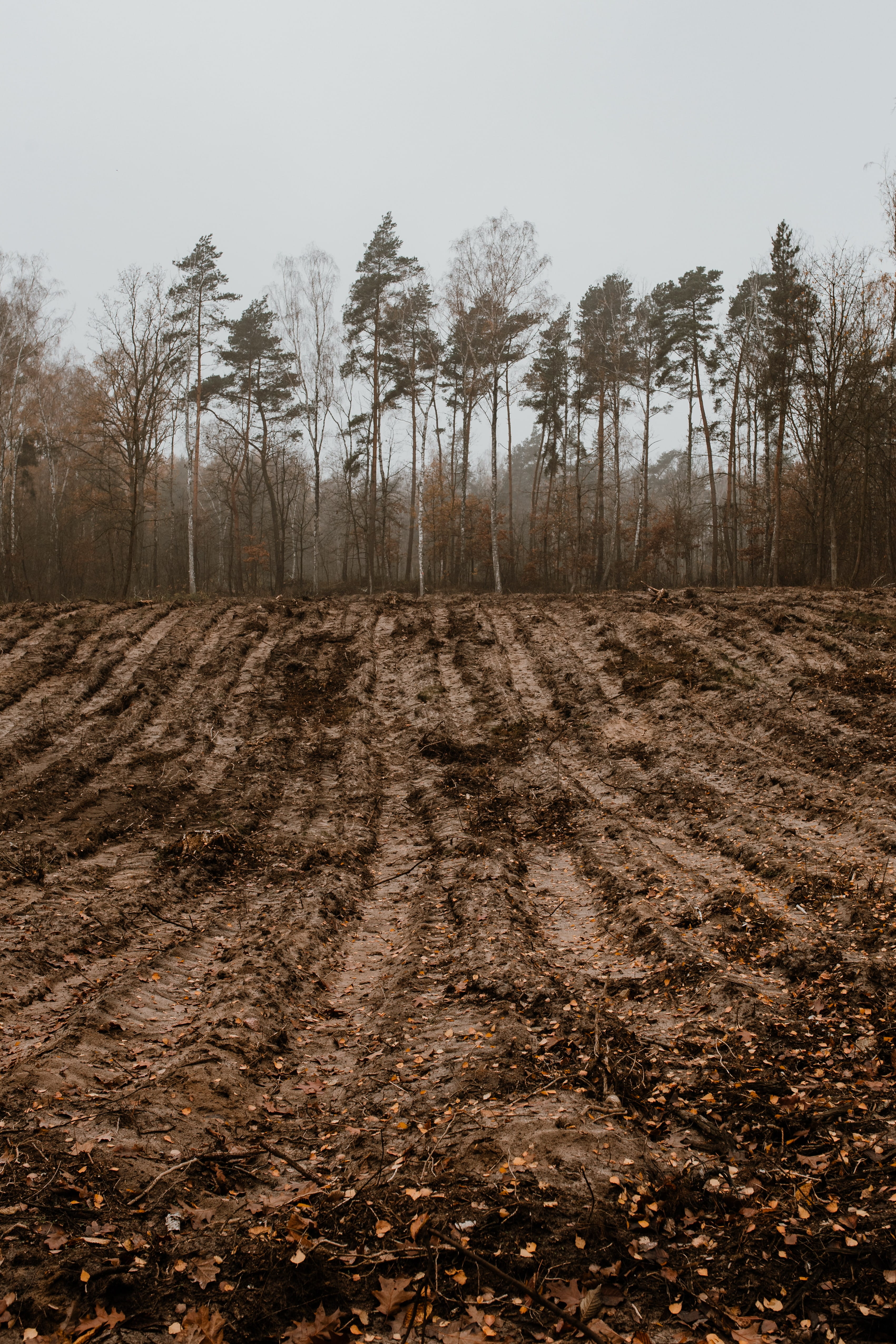 nature, forest, autumn, mud, day, sky, fog, tranquility, weather, tree, beauty in nature, field, woods, fall, 4K, november, non-urban scene, dirt, outdoors, Phone HD Wallpaper