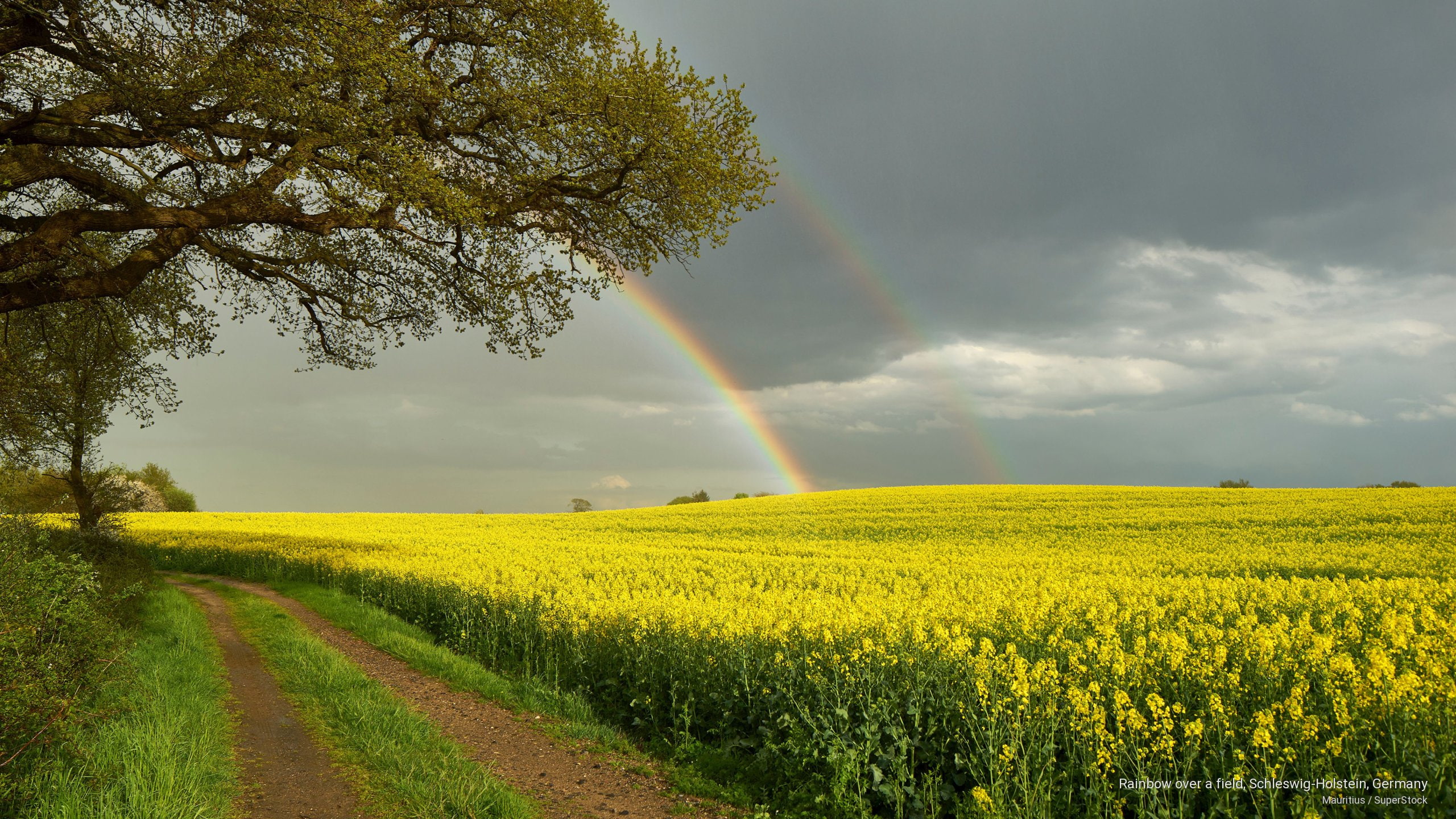 holstein, rainbow, germany, schleswig, 2K, field, Weather, HD Wallpaper