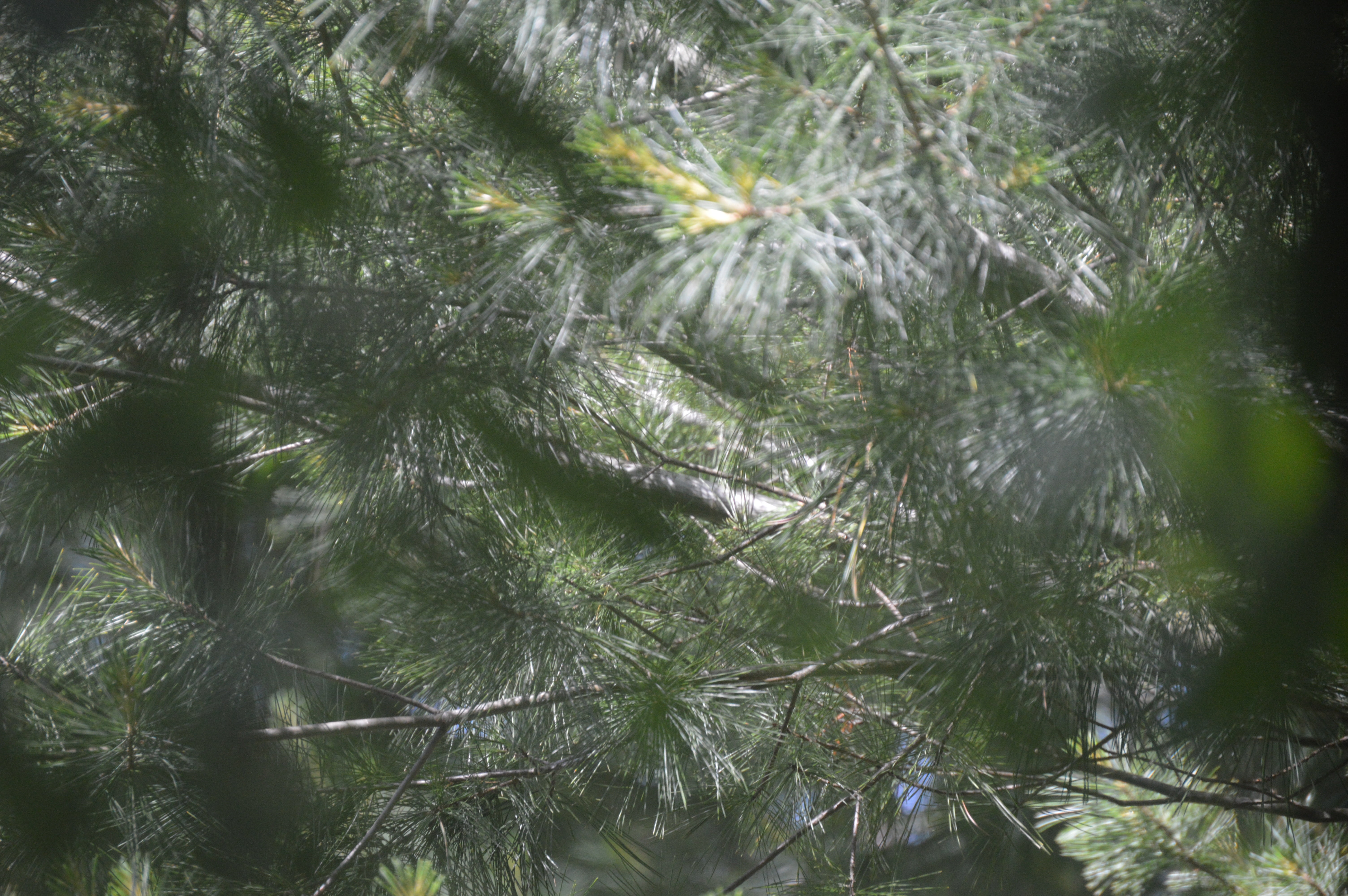 outdoors, nature, no people, green color, coniferous, fir, decorative, outdoor, celebration, close-up, tree, decoration, day, tranquility, forest, happy, HD Wallpaper