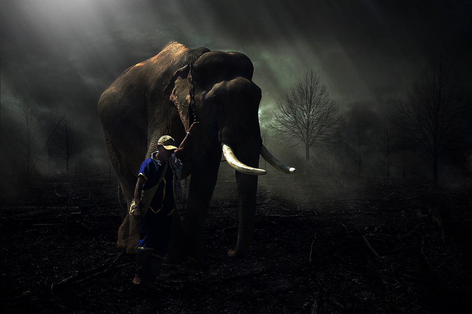 720P, animal trunk, plant, nature, animal body part, african elephant, trees, animals in the wild, animal wildlife, field, outdoors, domestic animals, HD Wallpaper