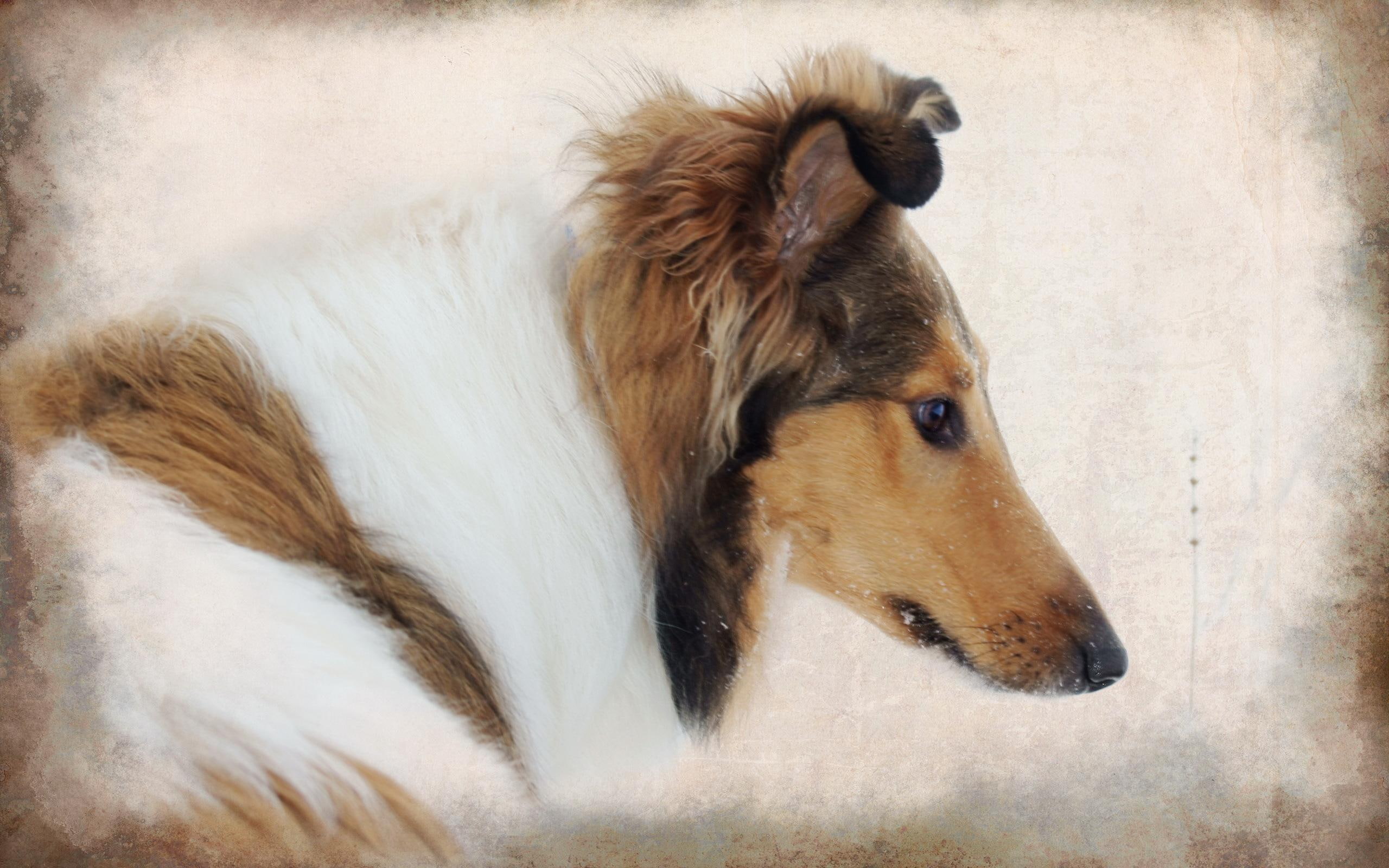 animals, animal, loyal, 2K, painting, puppy, collie, rough, HD Wallpaper