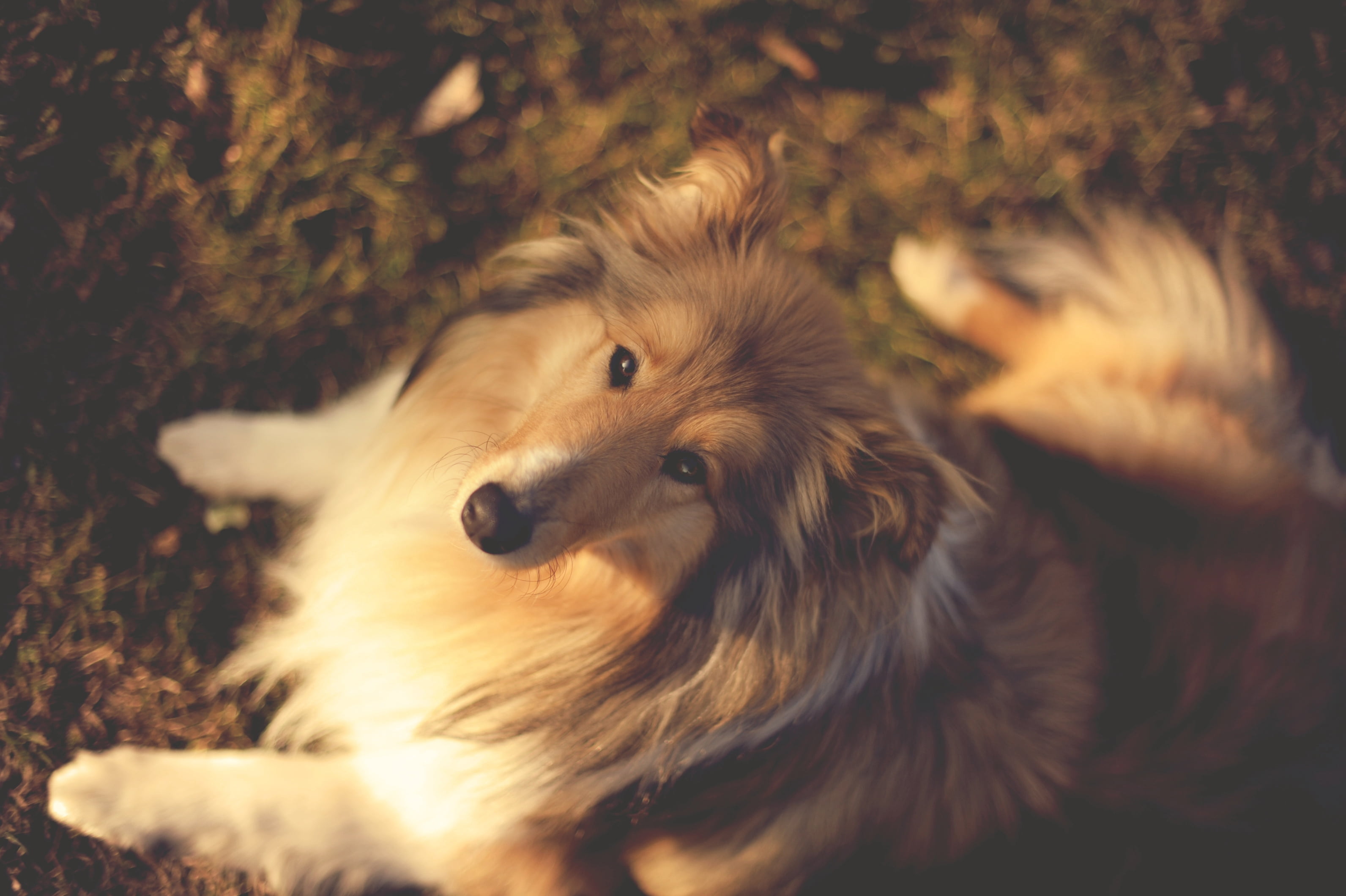 adult, portrait, small, no People, land, collie, 2K, close-up, dogs, dog, vertebrate, hair, animal Hair, fur, shetland Islands, mammal, lying Down, border Collie, HD Wallpaper