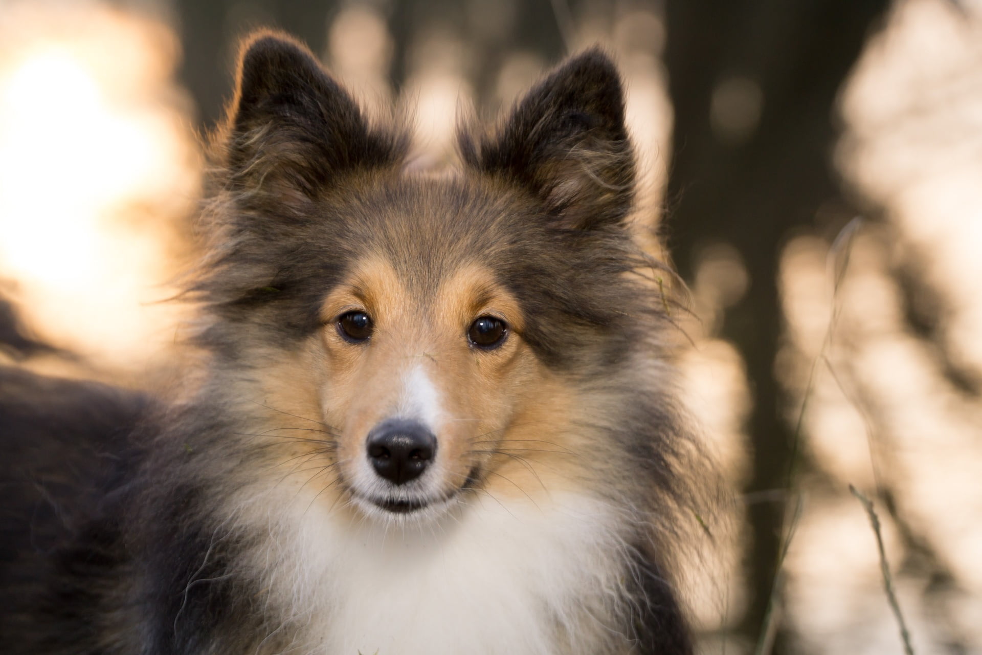one animal, animal body part, focus on foreground, close-up, fluffy, brown, snout, day, no people, animal themes, shetland sheepdog, rough, pets, portrait, HD Wallpaper