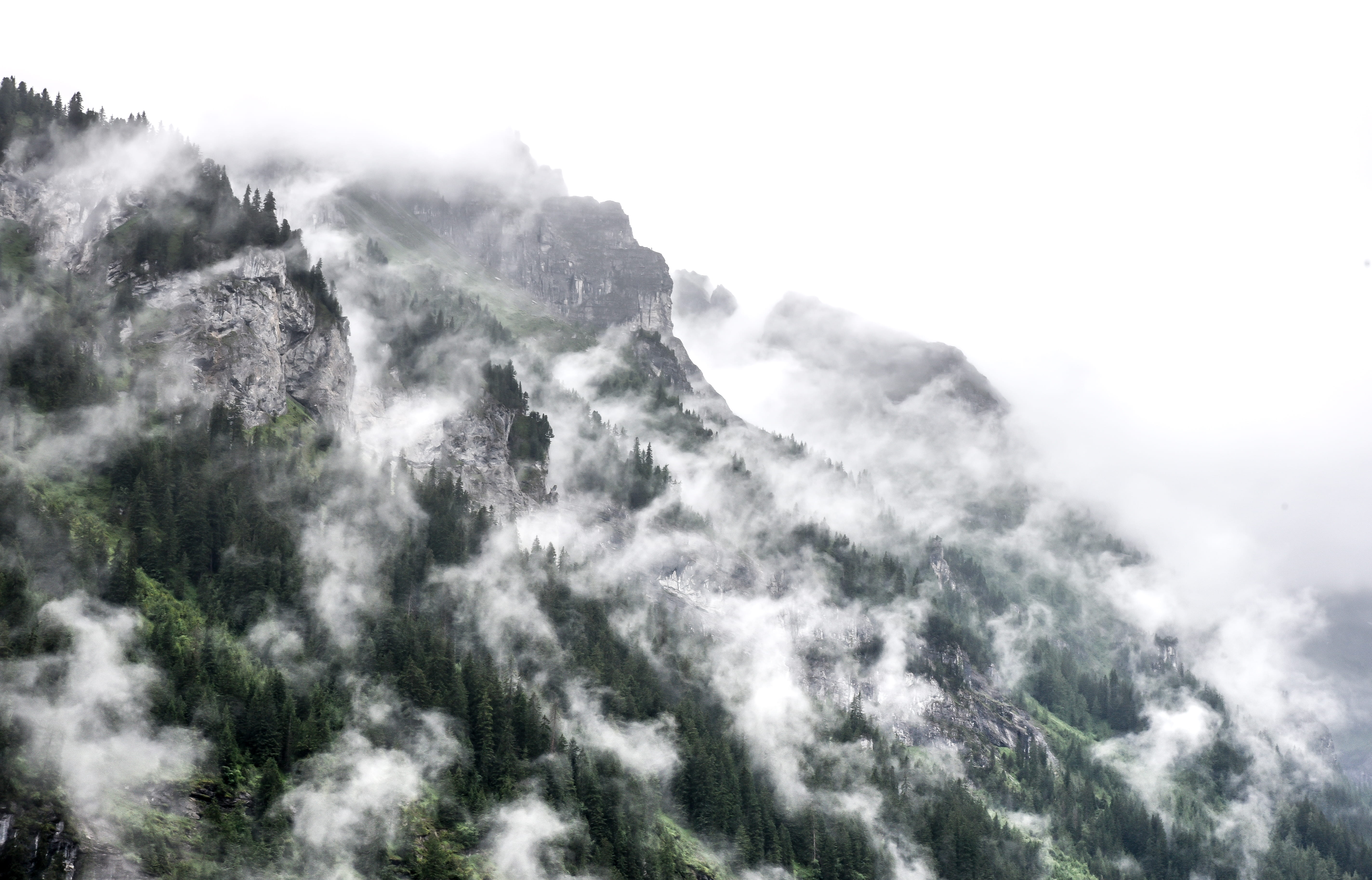 side, foggy day, 5K, tranquility, smoky, scenics, trees, daytime, environment, tree, backgrounds, weather, no People, forest, day, cloud - Sky, scenics - nature, HD Wallpaper
