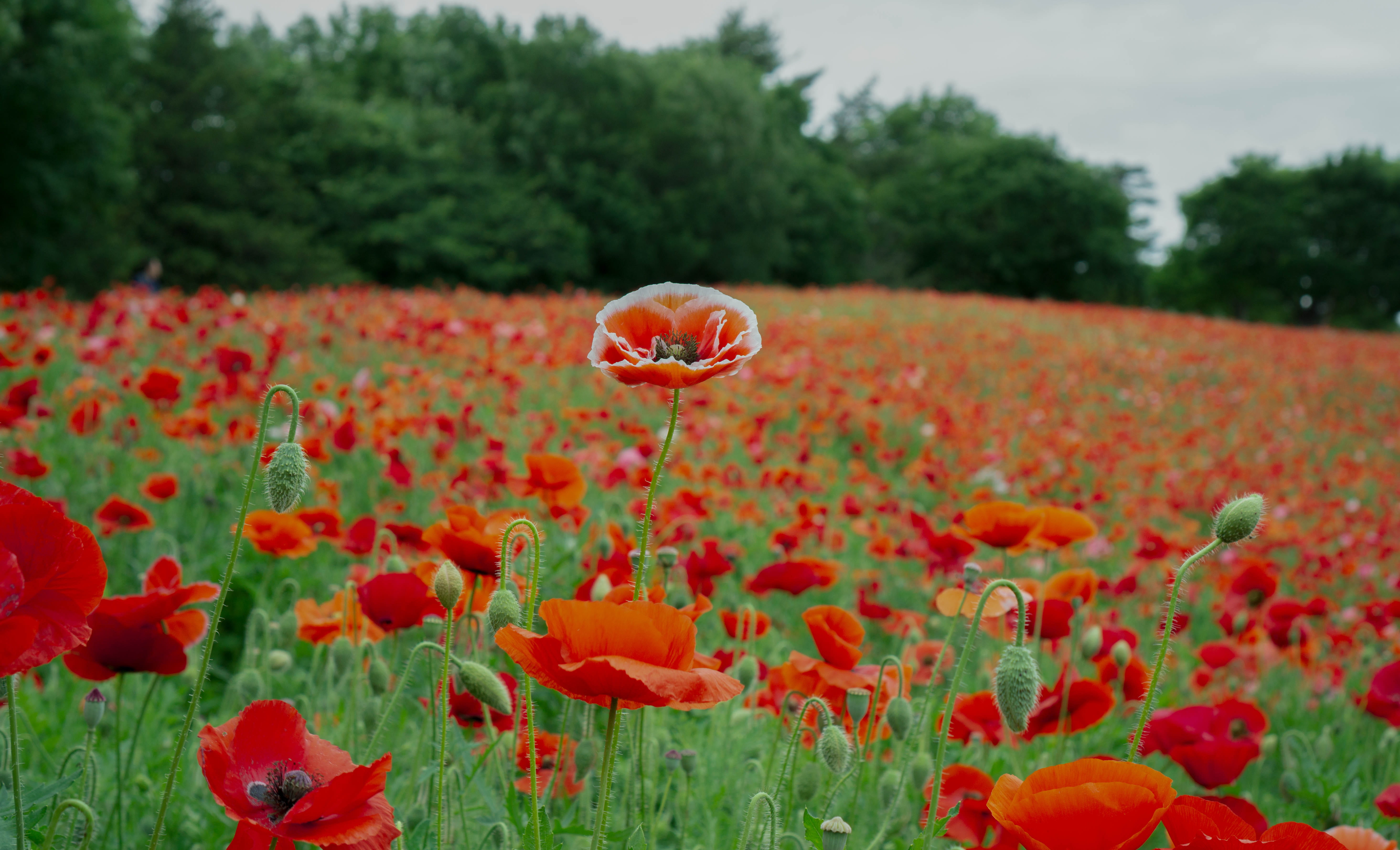 poppy, tree, one, freshness, outside, day, mid-air, red, no people, plant, petal, poppy field, beauty in nature, focus on foreground, field, vulnerability, HD Wallpaper