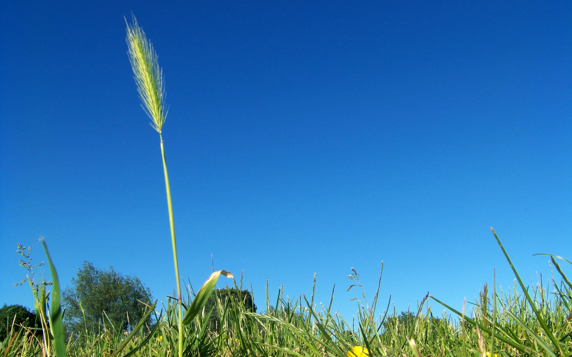 grass, left, common, 1080P, fields, rise, nature, midsummer, stalk, art, Field, hd, above, single, HD Wallpaper