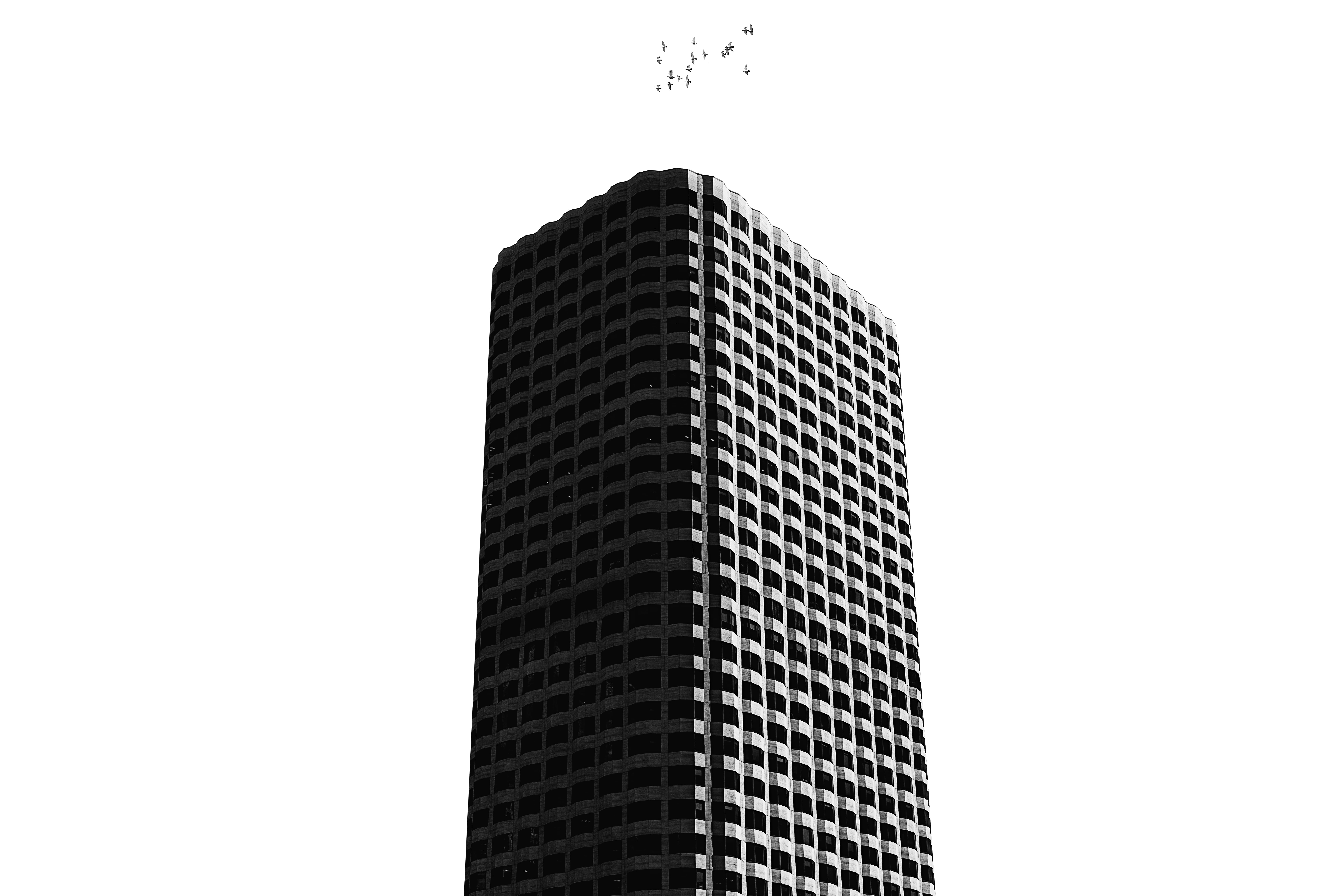 bird, rise, birds, tower, building exterior, boston, office, illustration, white background, tall - high, built structure, sky, city, building, cut out, HD Wallpaper