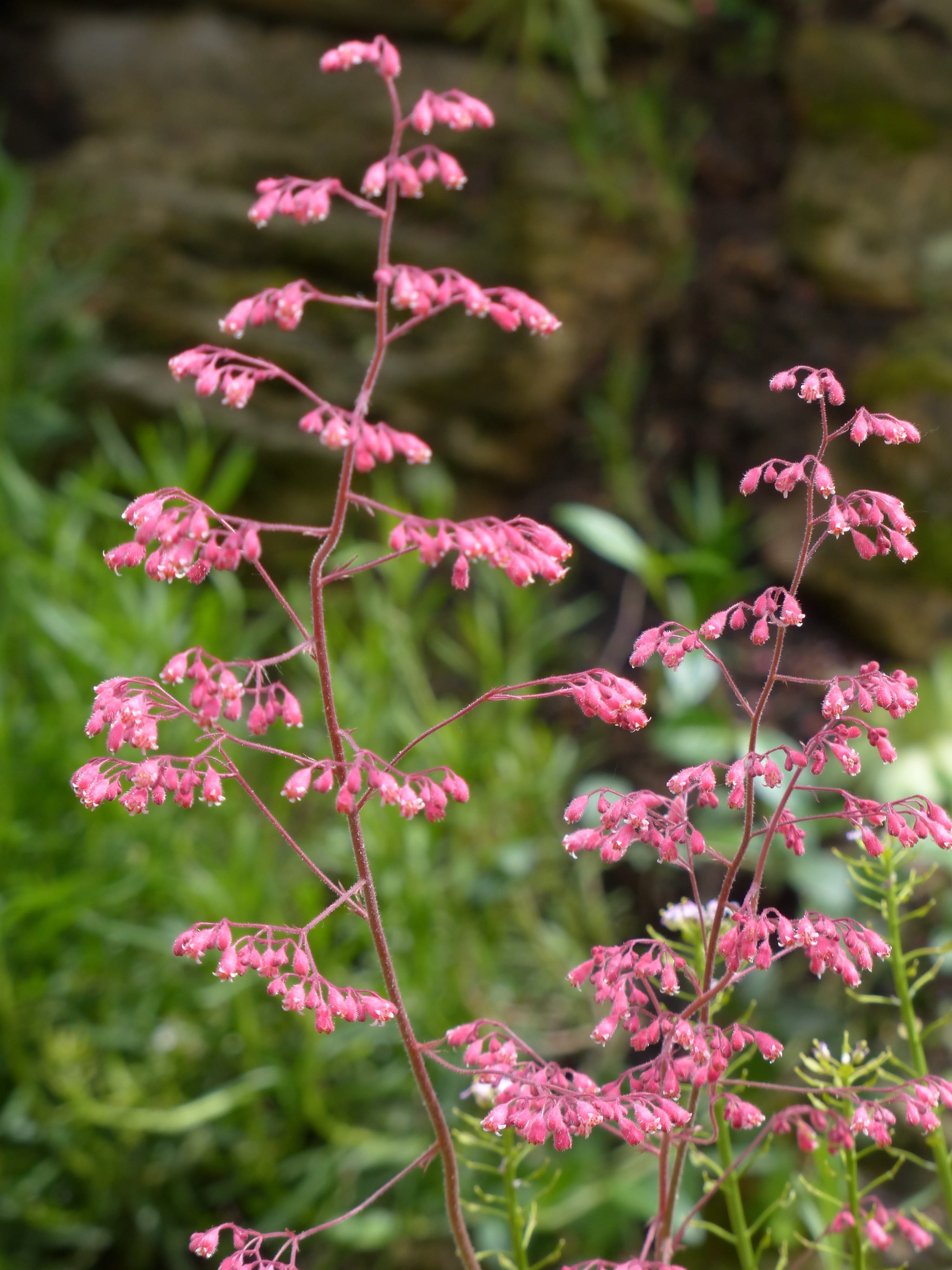 nature, hairs, bell, outdoors, freshness, focus on foreground, inflorescence, reddish, vulnerability, saxifragaceae, close-up, 4K, heuchera brizoides, Phone HD Wallpaper