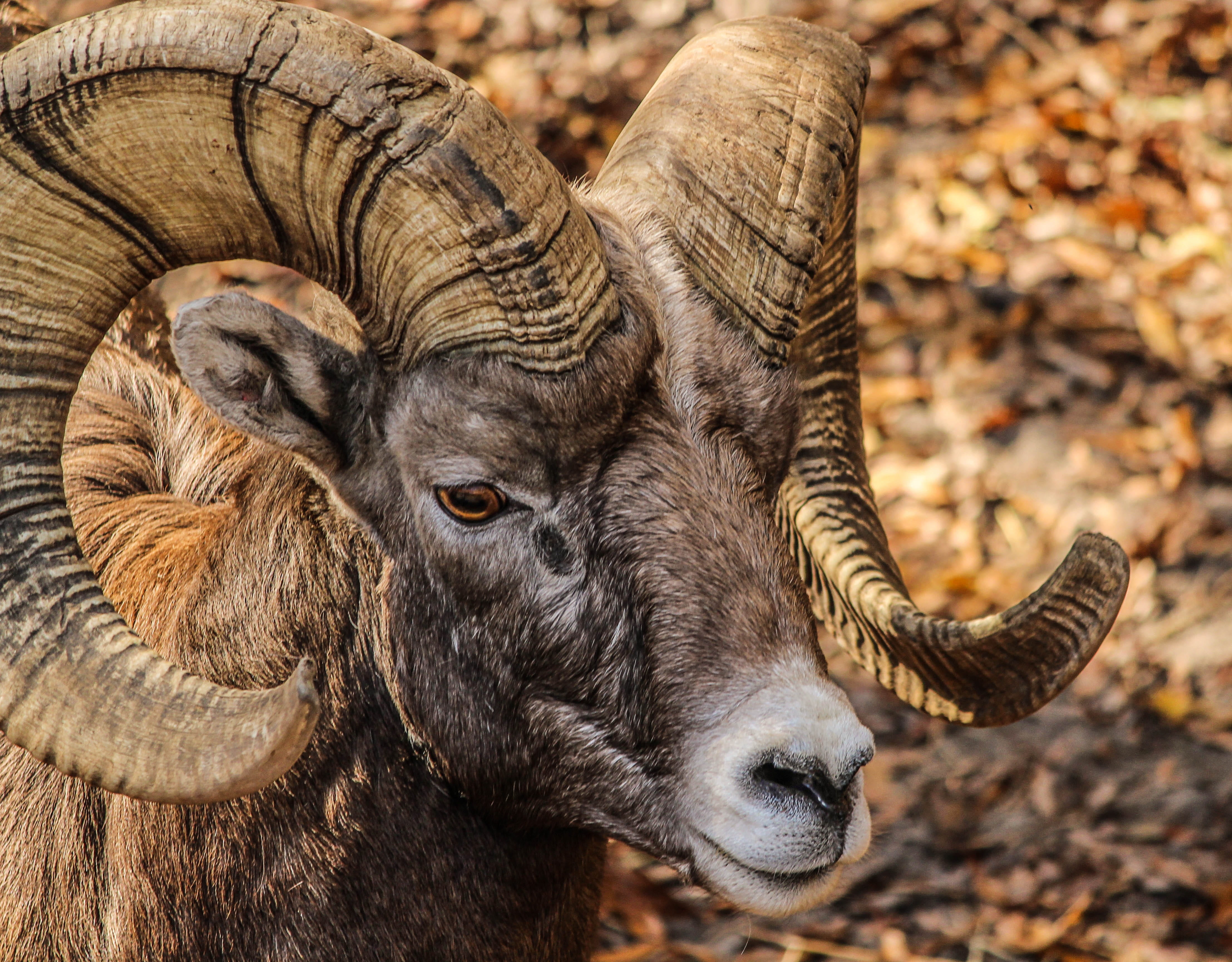 zoology, herbivorous, male, day, bighorn ram, aggression, looking at camera, animal wildlife, animal themes, wilderness, nature, brown, horned, vertebrate, HD Wallpaper