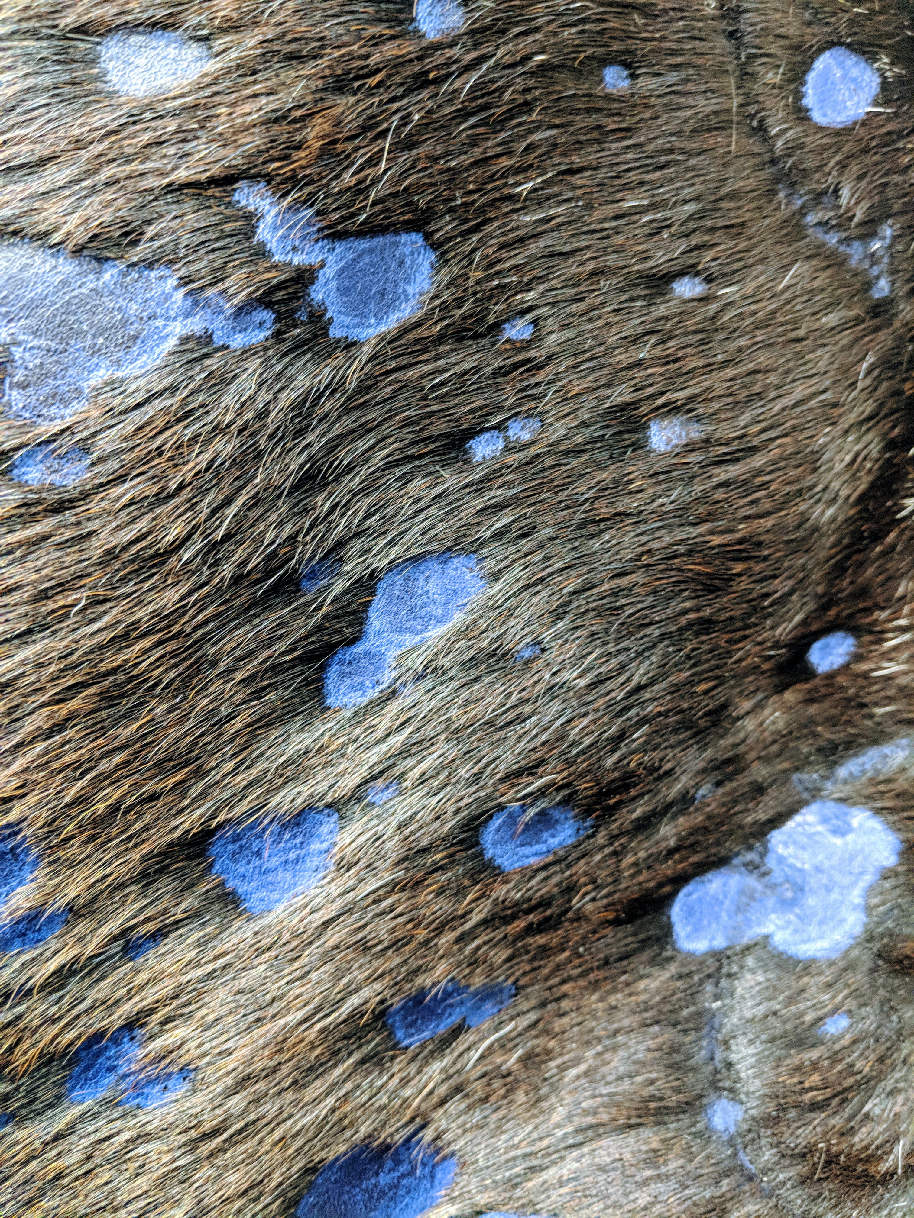 spots, solid, pattern, full frame, cowhide, close-up, blue, outdoors, chicago, animal body part, textured, detail, rock, no people, wood - material, 4K, Phone HD Wallpaper