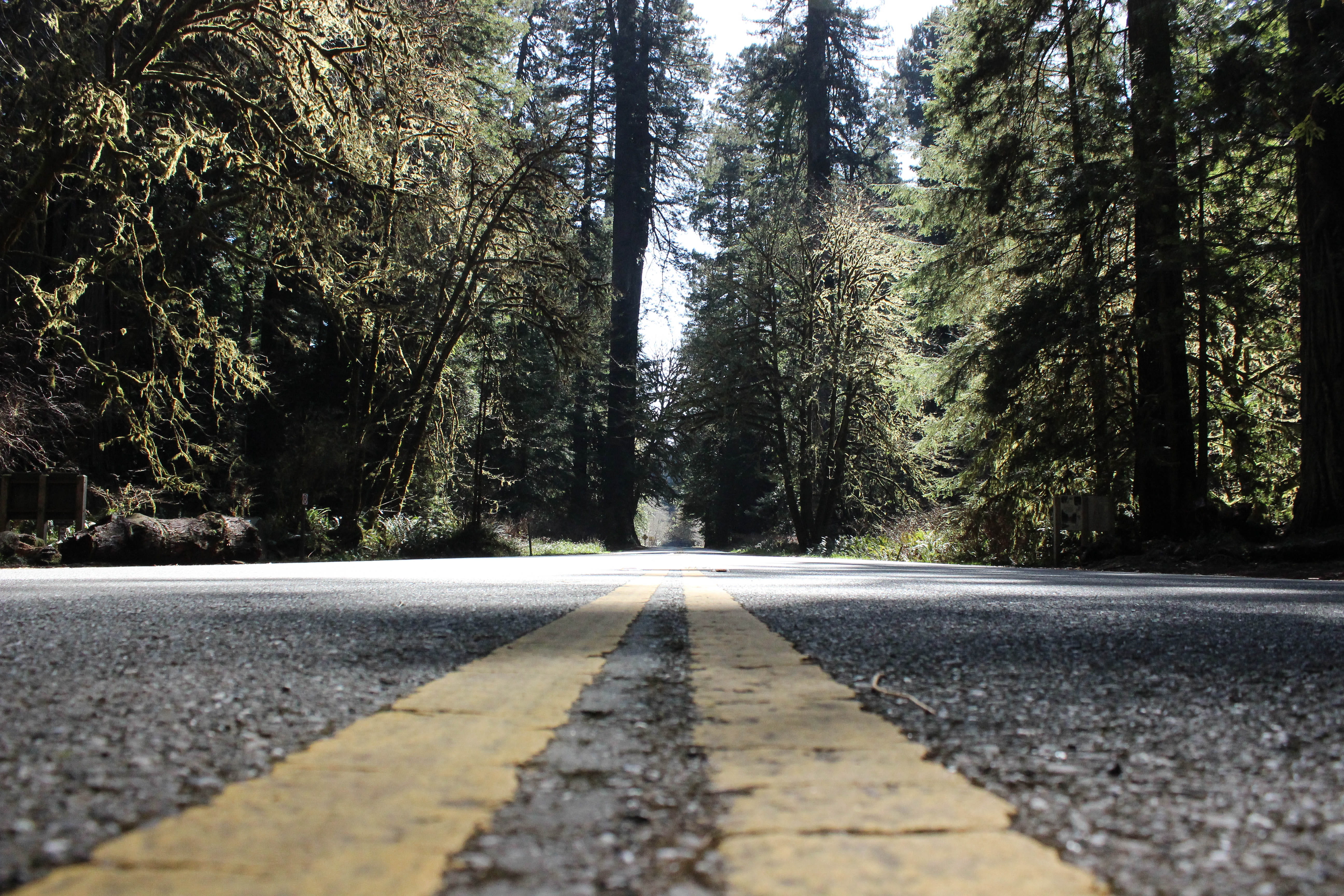 nature, empty road, plant, treelined, road, 5K, day, diminishing perspective, trees, symbol, long, the way forward, asphalt, united states, road marking, HD Wallpaper