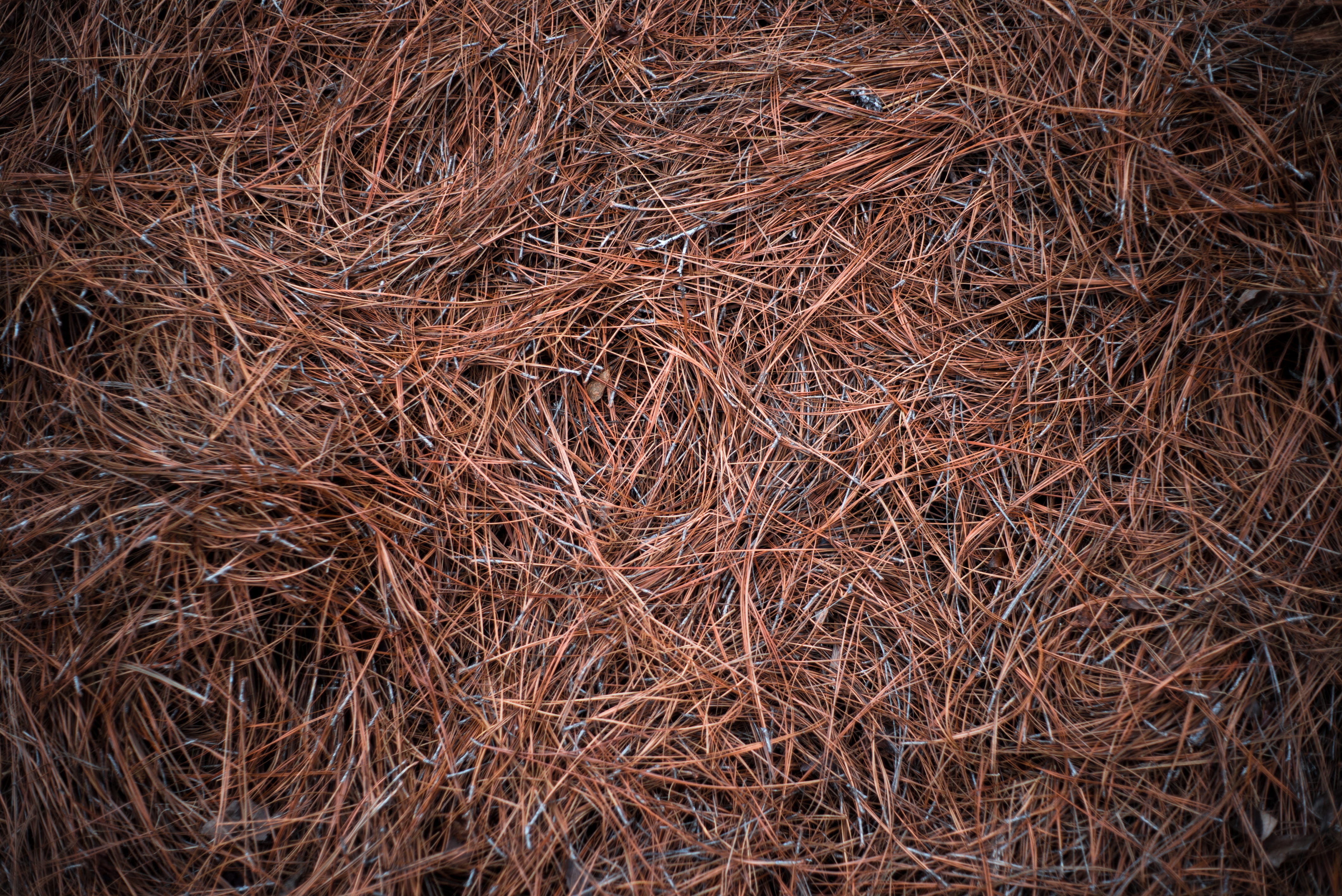 texture, nature, twig, pine straw, backgrounds, close-up, united states, 4K, textured, abundance, tranquility, field, high angle view, dead plant, straw, HD Wallpaper