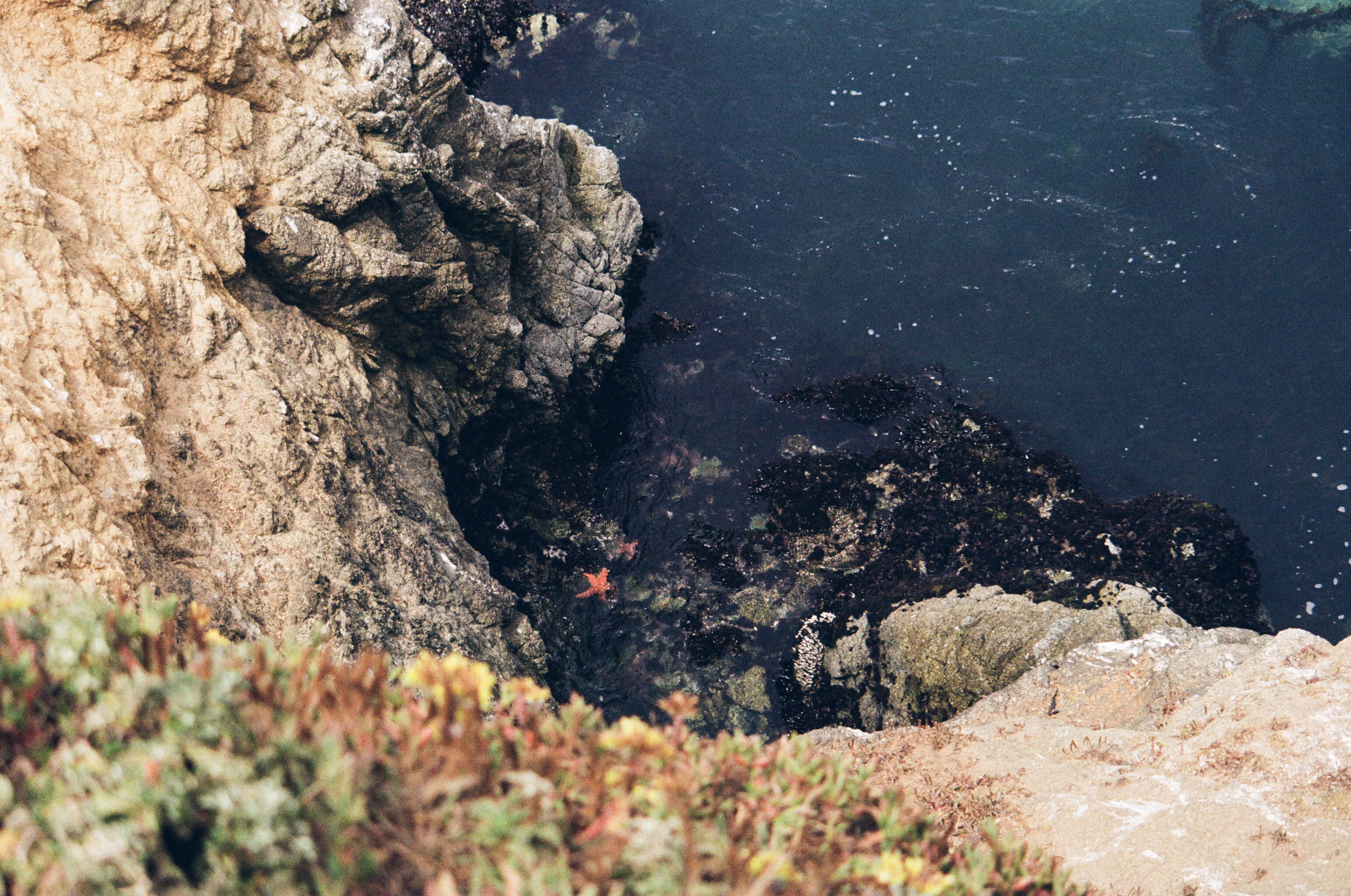 ocean textures, solid, tranquil scene, no people, starfish, formation, high angle view, land, ocean, plant, united states, nature, sea life, tree, outdoors, HD Wallpaper