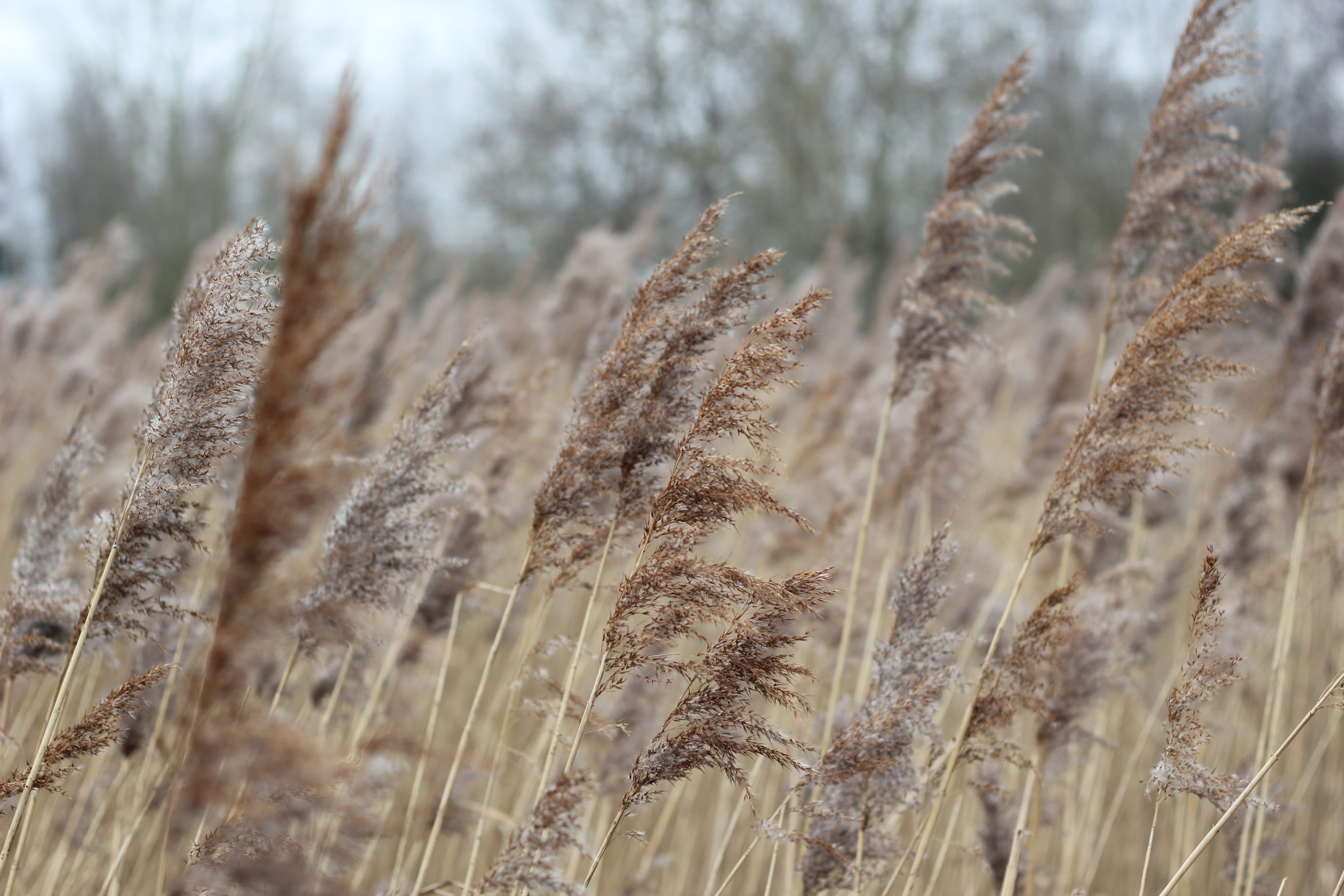 outdoors, wheat, beauty in nature, water, reeds, land, outside, wind, plant, green park business park, close-up, tranquility, blowing, texture, cereal plant, HD Wallpaper