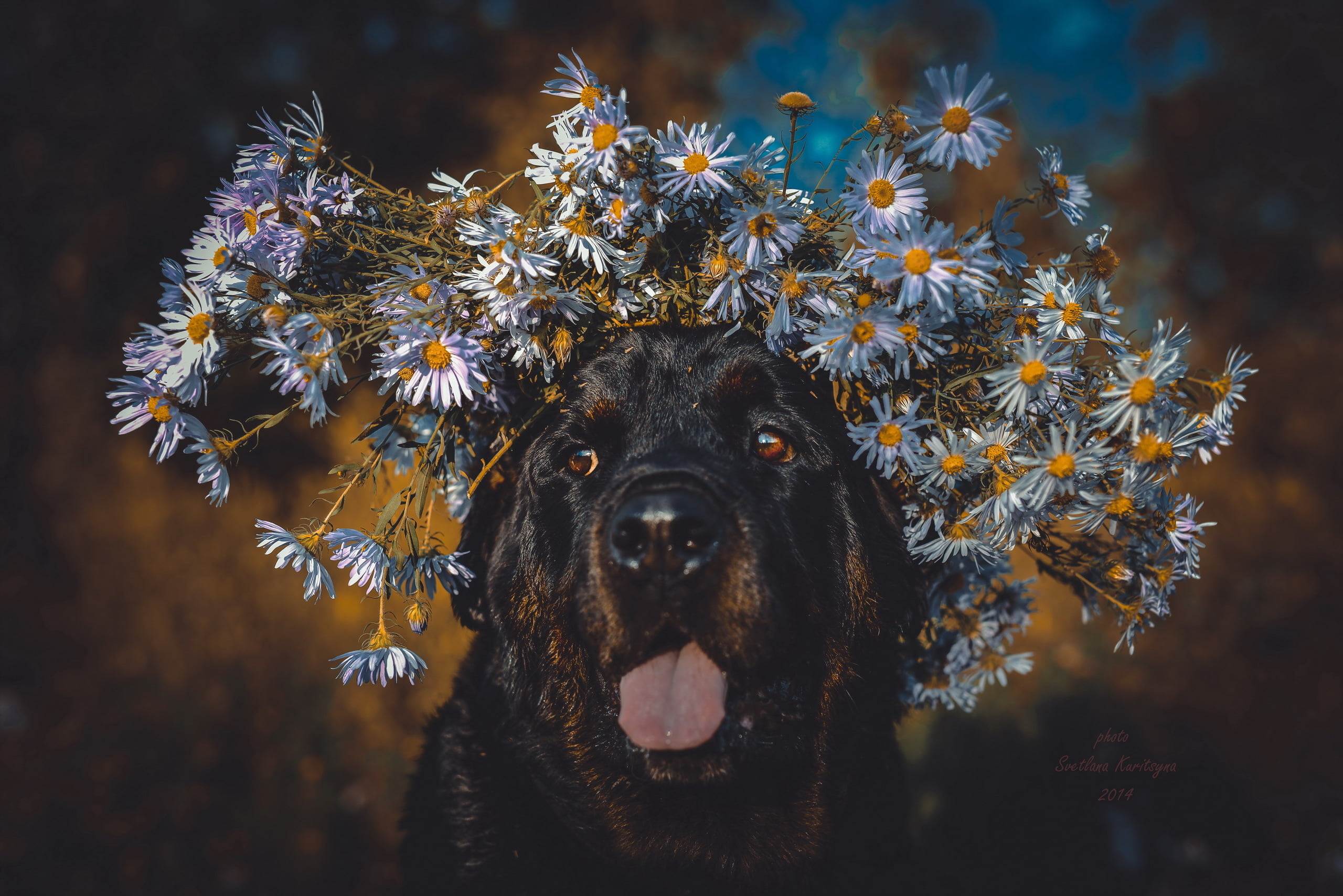 focus on foreground, flowers, pets, rottweiler, domestic, mouth open, animal body part, no people, day, portrait, plant, face, animal, purebred Dog, domestic animals, HD Wallpaper
