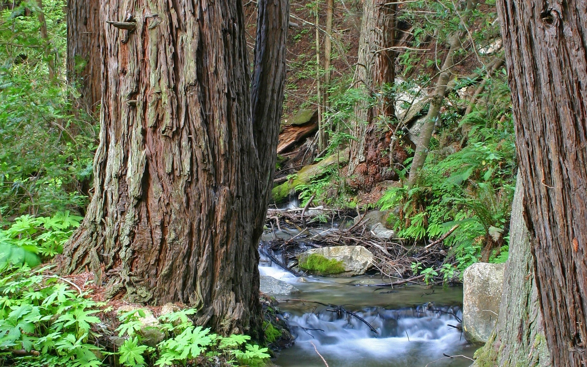 summer, water, environment, trunk, land, river, stream, outdoors, wet, waterfall, landscape, flowing, non-urban scene, branch, wilderness Area, 1080P, HD Wallpaper