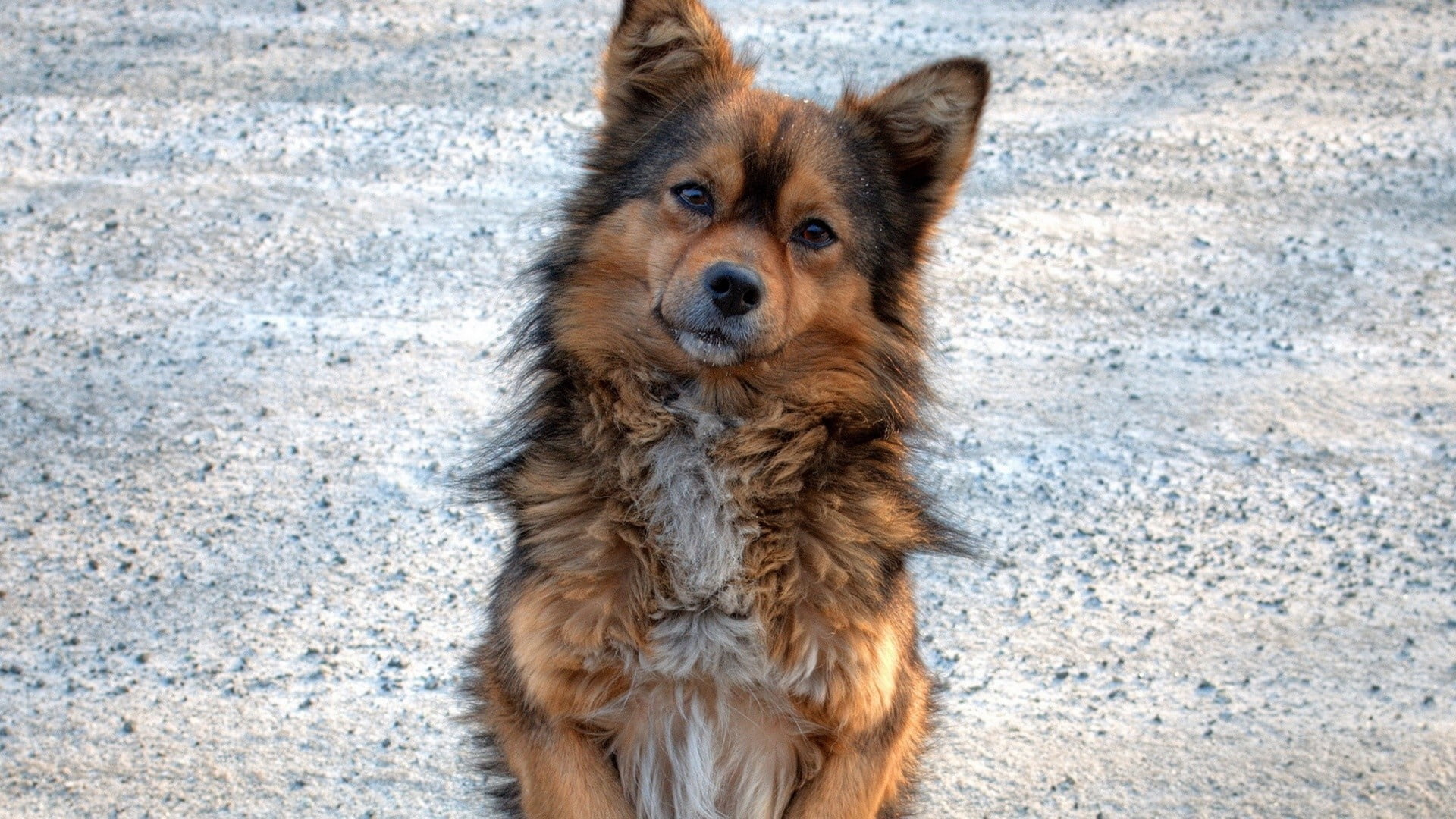 standing, pets, 1080P, domestic, long, day, vertebrate, animal Hair, puppy, close-up, brown, fluffy, cute, animal head, fur, shepherd, face, no People, HD Wallpaper