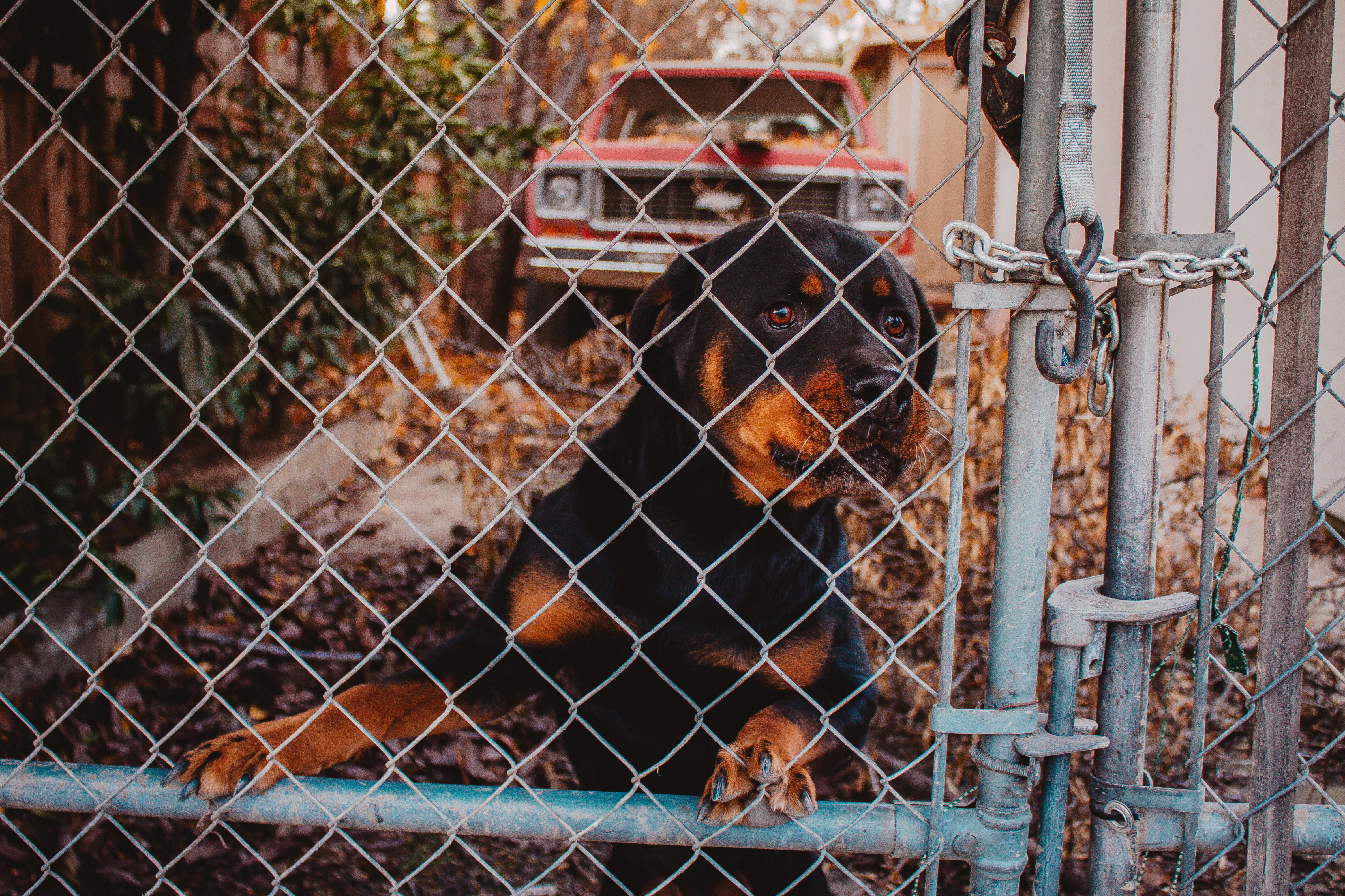 chain, pet, barrier, protection, fence, rusty, metal, 4K, outdoors, transportation, focus on foreground, day, close-up, canine, animal, rottweiler, boundary, HD Wallpaper