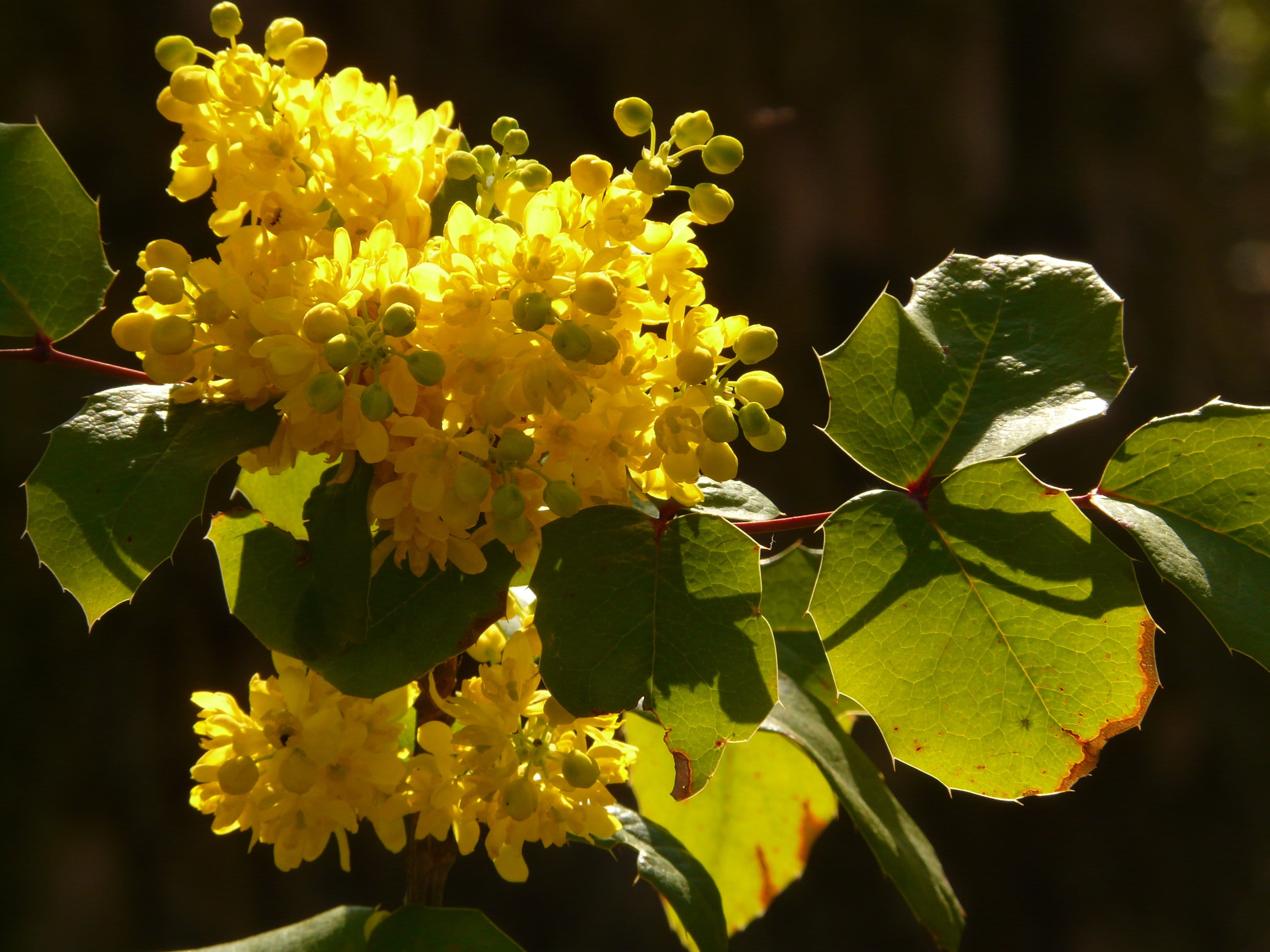 stechdornblättrige mahonie, petal, plant part, focus on foreground, nature, growth, lantana, freshness, outdoors, fragility, spring, ordinary mahogany, HD Wallpaper