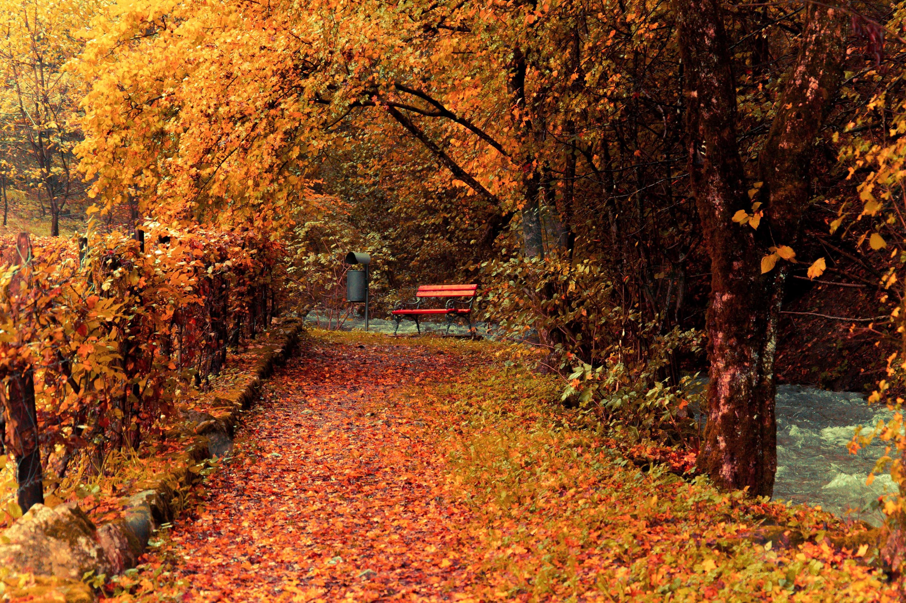 seasons, foliage, 2K, autumn, nature, HD Wallpaper