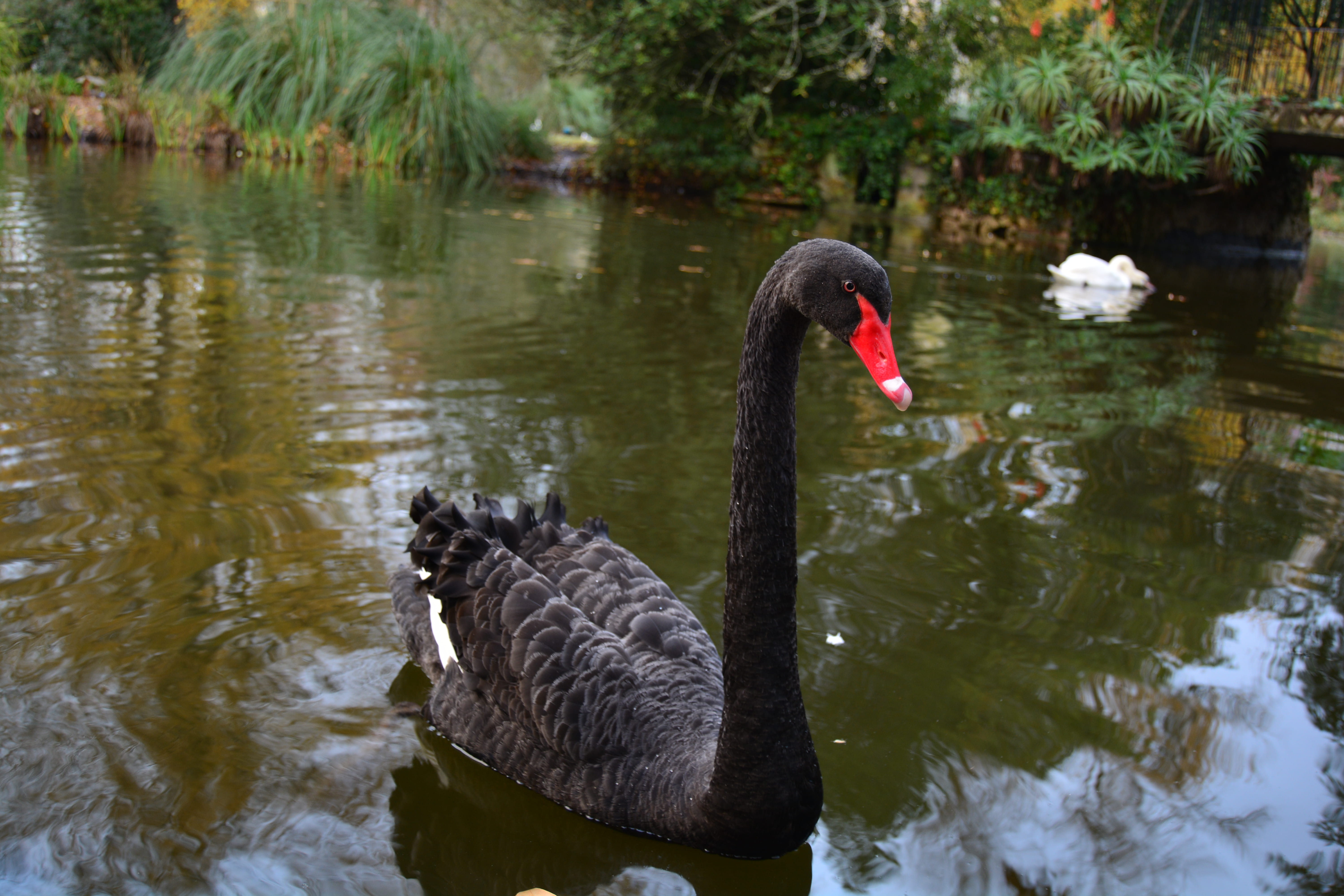 animal themes, bord, reflection, nature, no people, animal wildlife, 5K, black color, water bird, water, bird, animal neck, body, swan, group of animals, HD Wallpaper