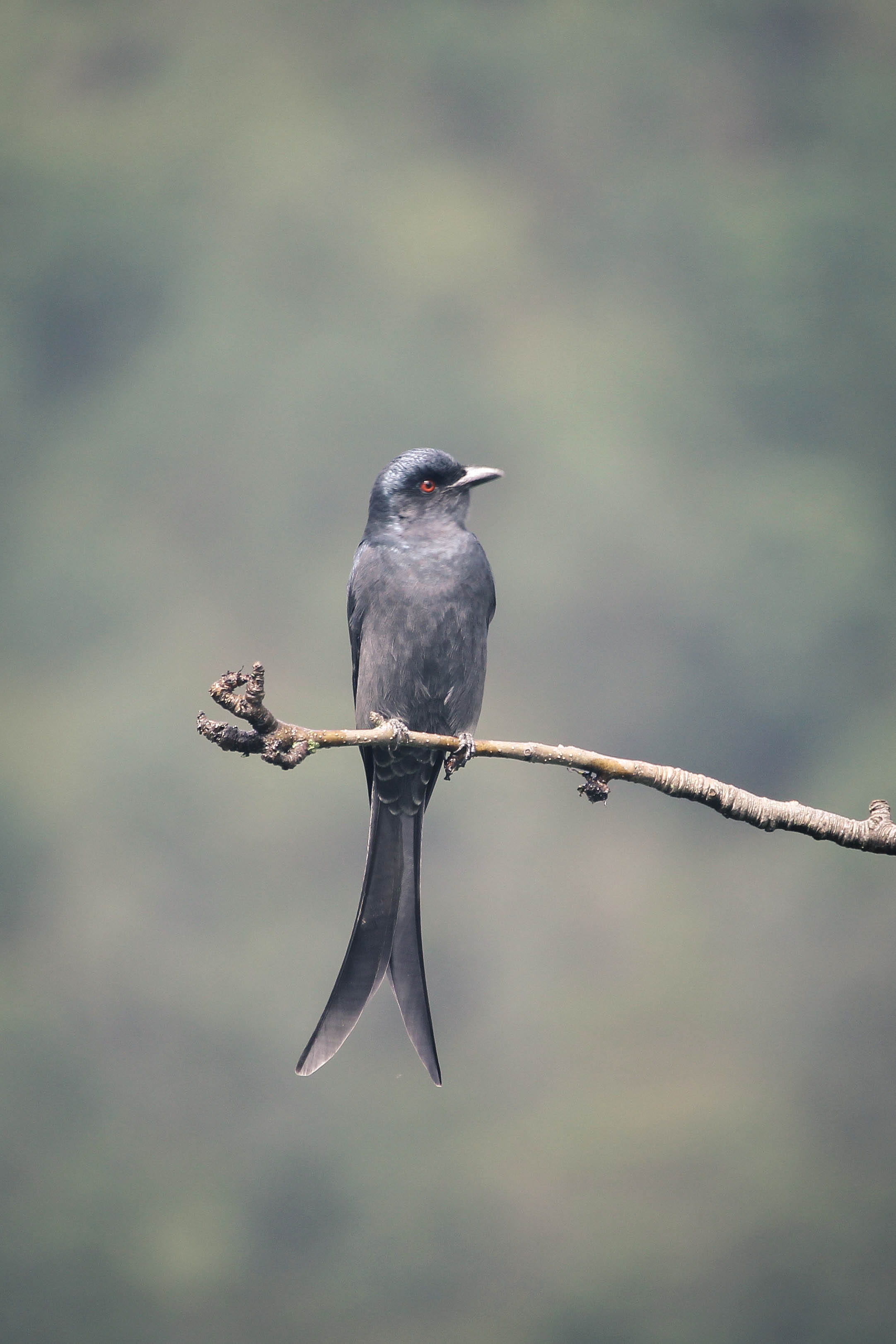 top, beauty in nature, brown, animal wildlife, plant, outdoors, 2K, daytime, no people, woodland, nature, grey, black, gray, full length, perching, animals in the wild, Phone HD Wallpaper