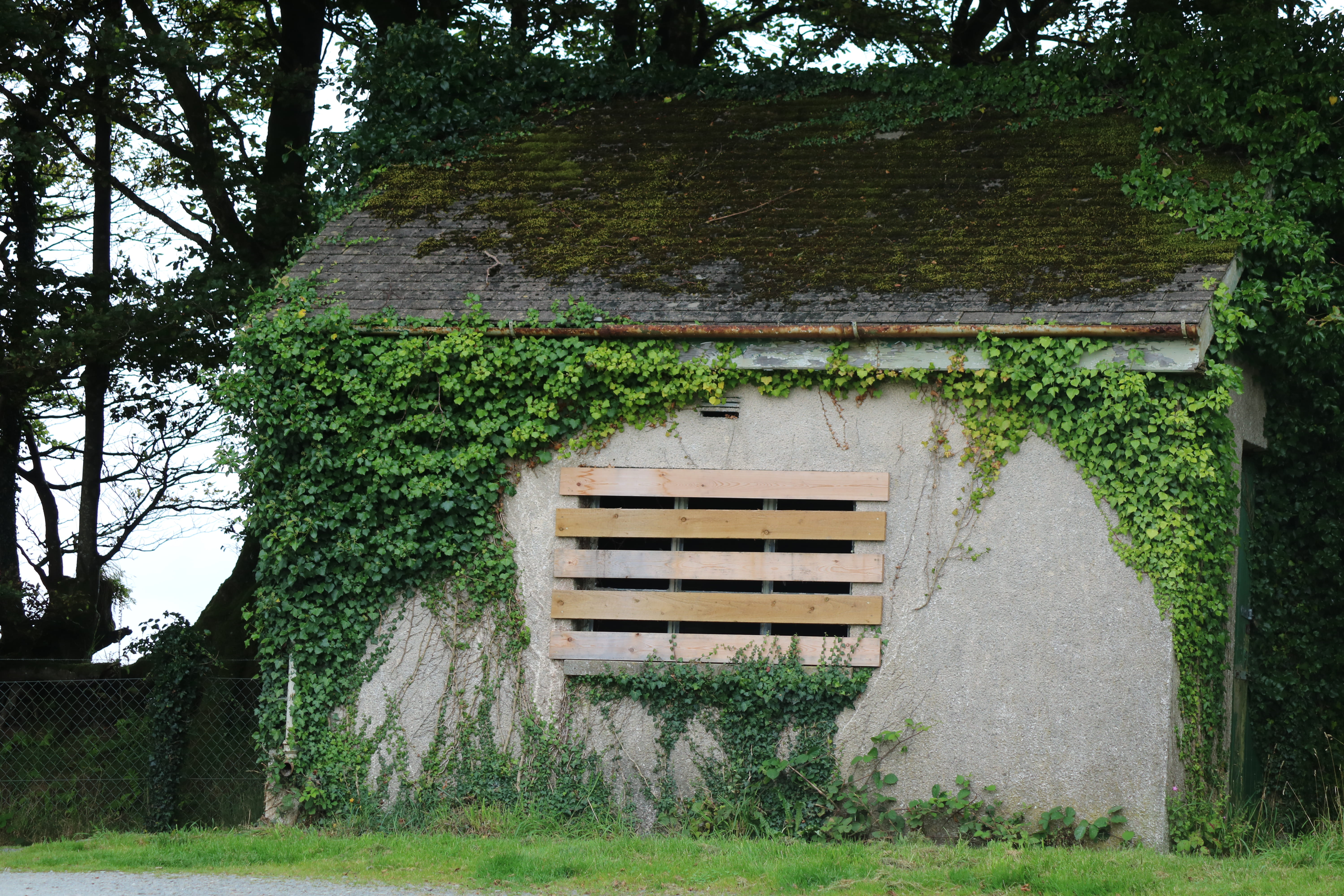 green color, plant, built structure, nature, land, building exterior, plants growing on house, architecture, 5K, window, abandond house, borded up window, HD Wallpaper