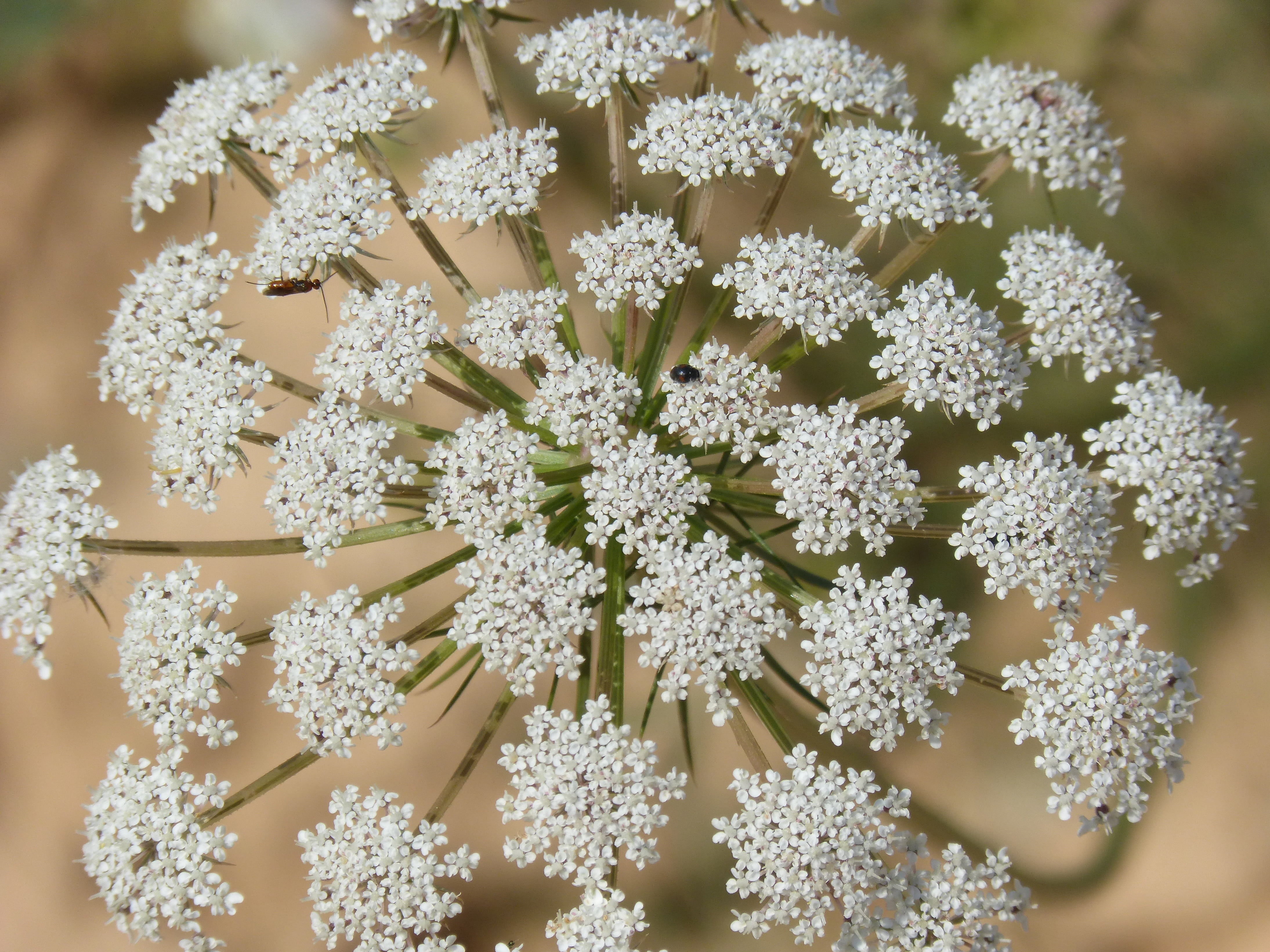 pattern, snow, white color, full frame, close-up, anthriscus sylvestris, beauty in nature, flowering plant, vulnerability, fragility, backgrounds, cold temperature, HD Wallpaper