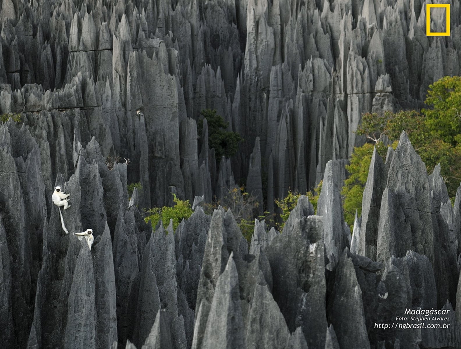720P, papel parede 116 madagascar, 1584x1200, 1280, HD Wallpaper