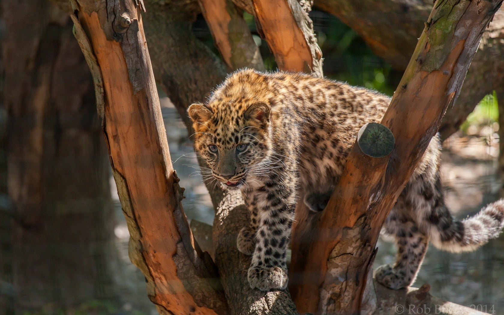animal Head, safari Animals, undomesticated Cat, whisker, beauty In Nature, majestic, animals In The Wild, wilderness Area, animals And Pets, outdoors, HD Wallpaper
